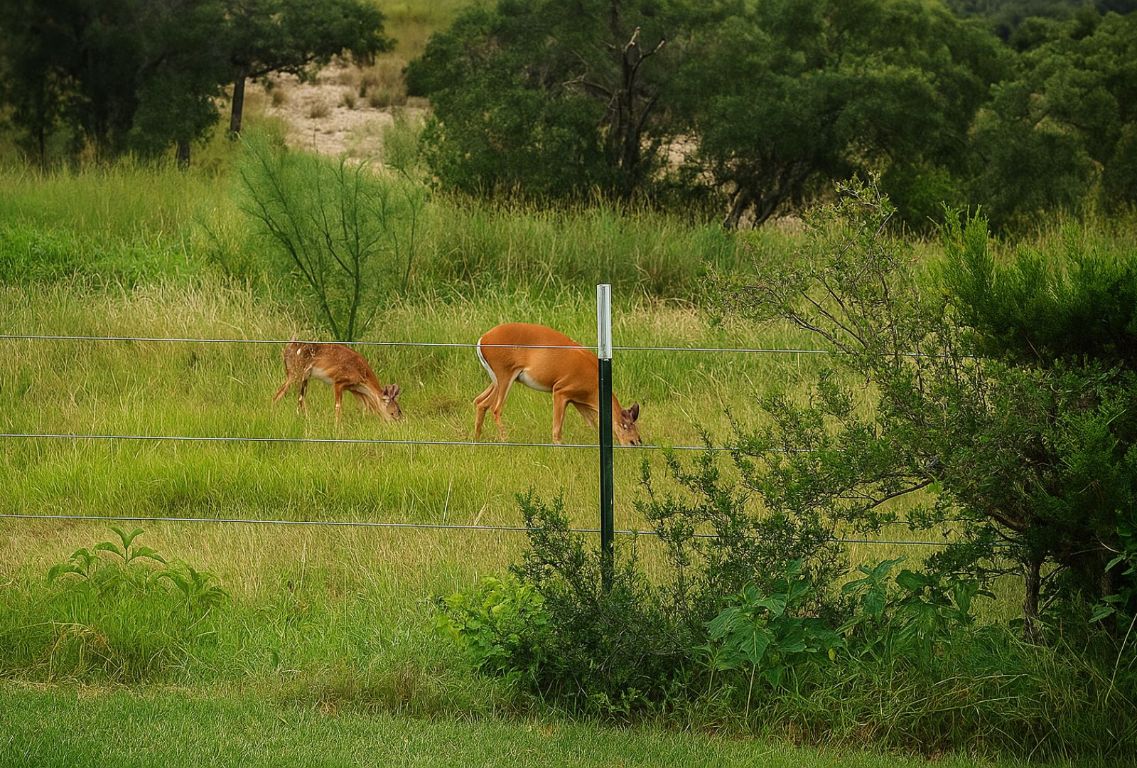 12516 Wire Road Leander, TX 78641 - Photo 31 of 40 a view of a garden