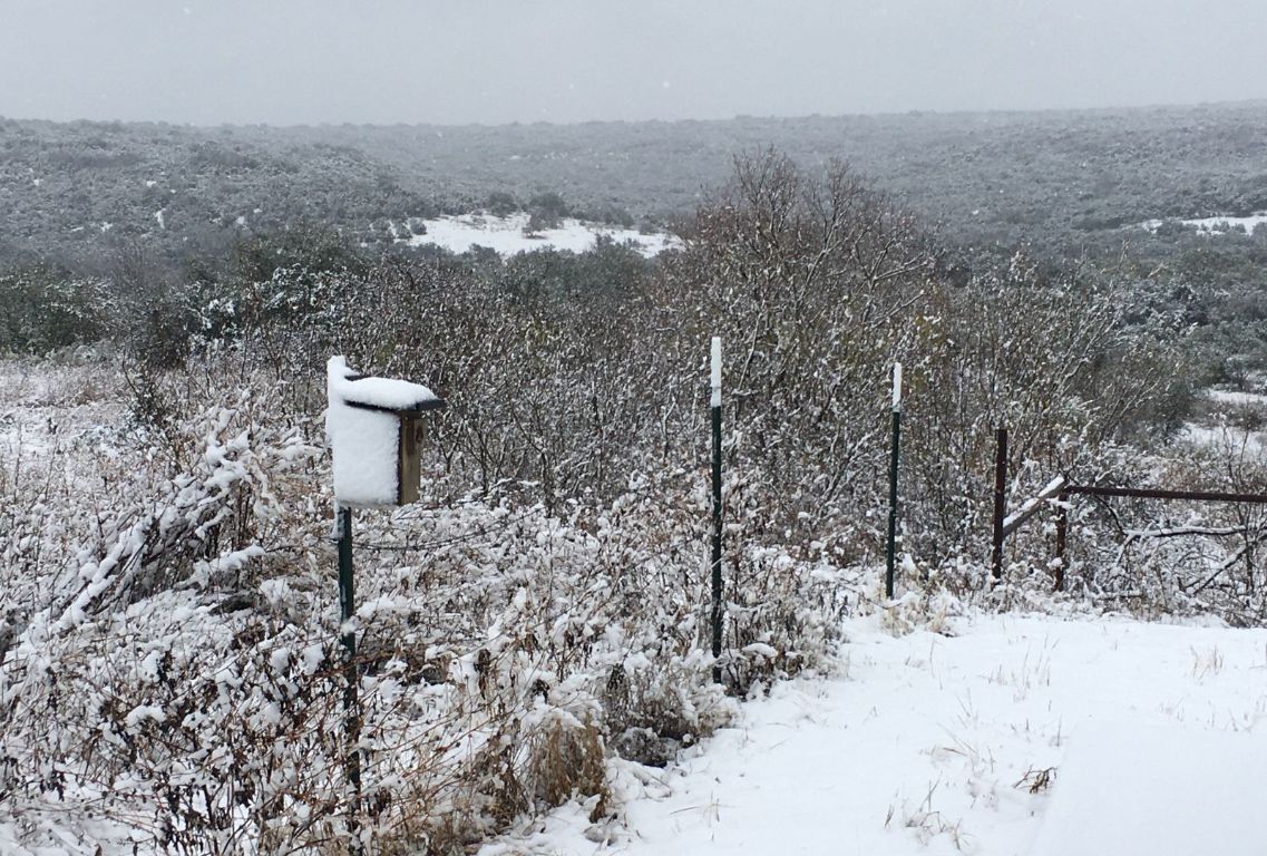12516 Wire Road Leander, TX 78641 - Photo 33 of 40 a view of a yard of the house and trees