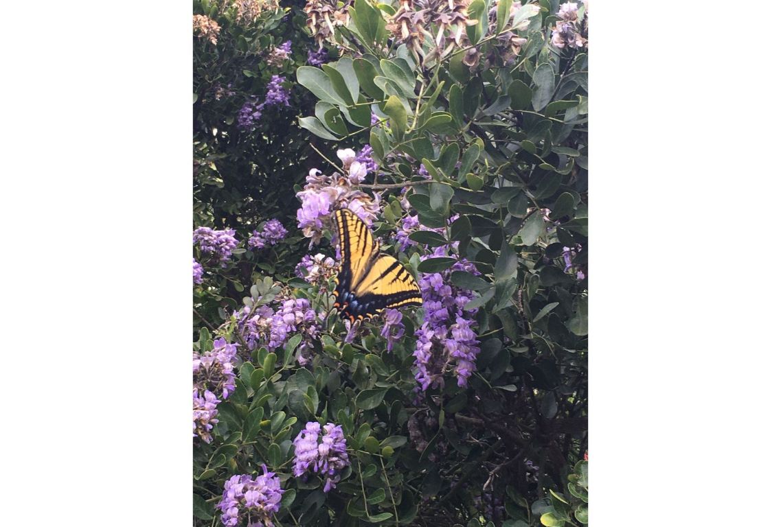 12516 Wire Road Leander, TX 78641 - Photo 35 of 40 a picture of a tree