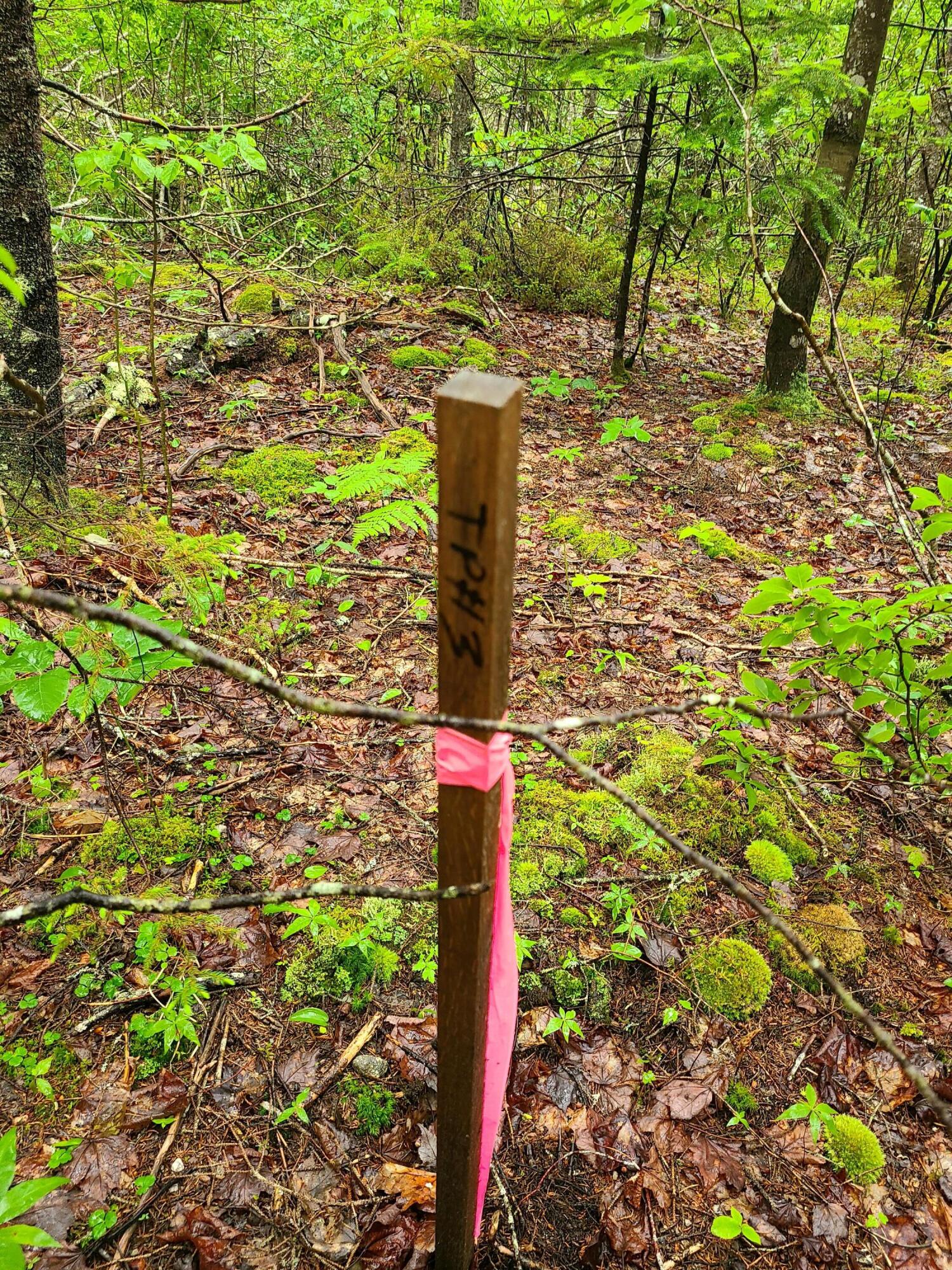 Lot 52 Paul Bunyan Road Corea, ME 04624 - Photo 8 of 8 20230627_120430
