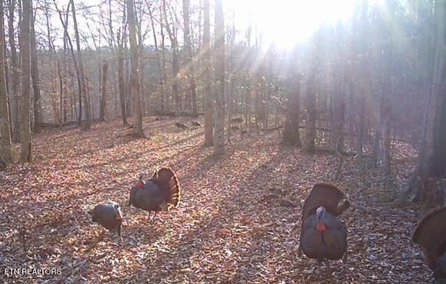 50.31-acre Robbinstown Road Byrdstown, TN 38549 - Photo 44 of 60 IMG_0503