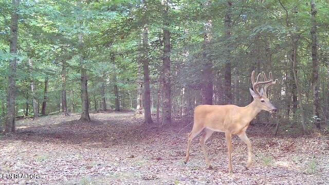 50.31-acre Robbinstown Road Byrdstown, TN 38549 - Photo 47 of 60 IMG_0498