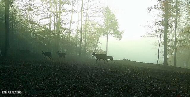 50.31-acre Robbinstown Road Byrdstown, TN 38549 - Photo 49 of 60 IMG_0492