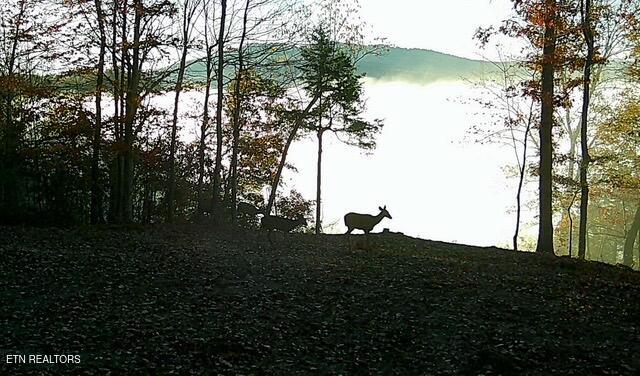 50.31-acre Robbinstown Road Byrdstown, TN 38549 - Photo 50 of 60 IMG_0491