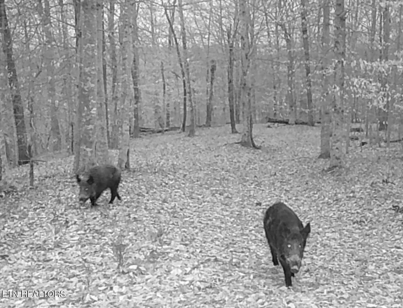 50.31-acre Robbinstown Road Byrdstown, TN 38549 - Photo 51 of 60 IMG_0500