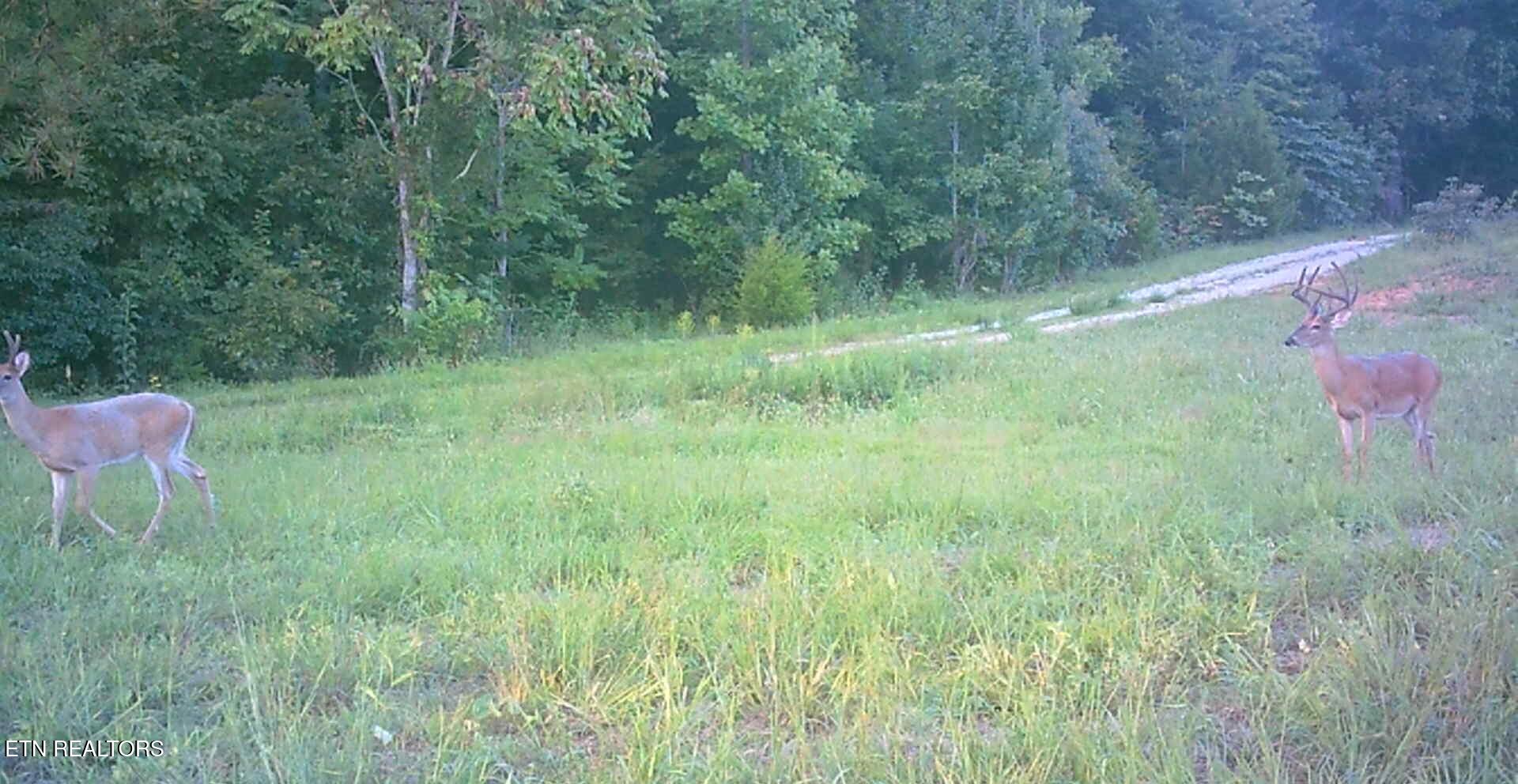 50.31-acre Robbinstown Road Byrdstown, TN 38549 - Photo 52 of 60 IMG_0496