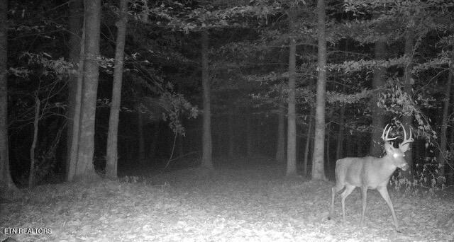 50.31-acre Robbinstown Road Byrdstown, TN 38549 - Photo 53 of 60 IMG_0497