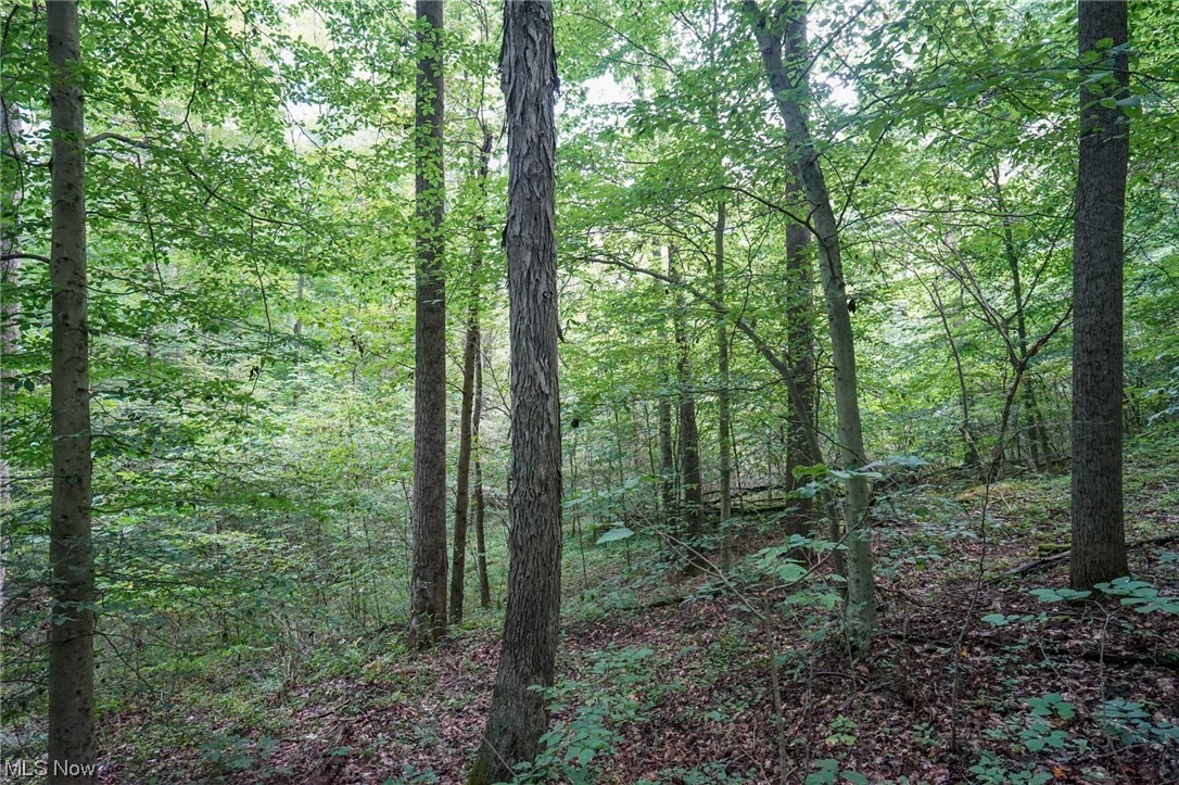 0 Reed Marietta, OH 45750 - Photo 6 of 35 View of nature