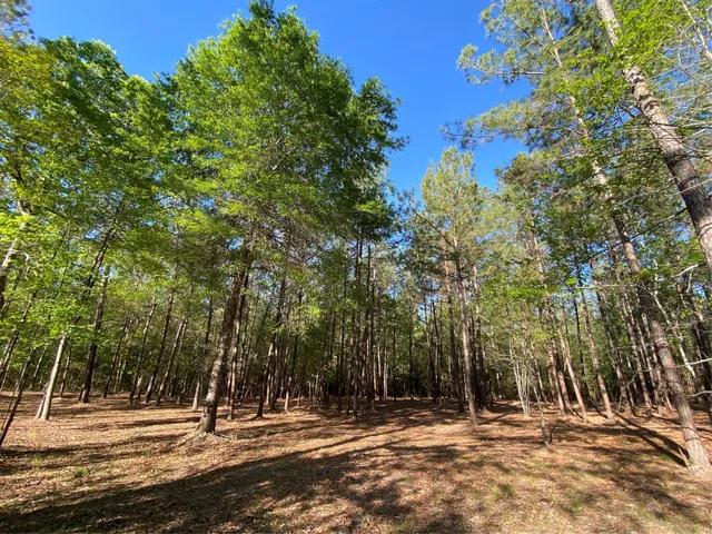 a house view with a trees
