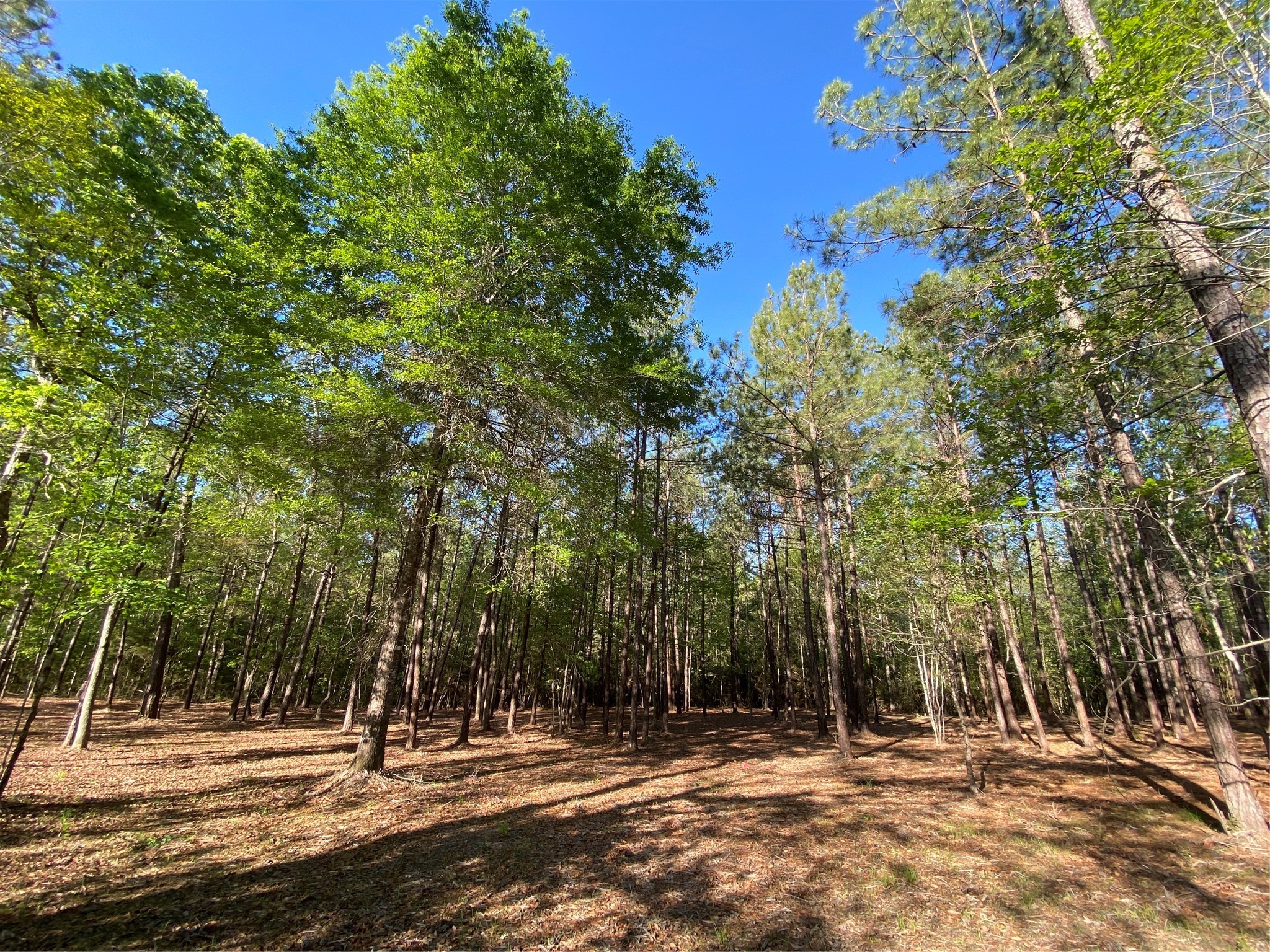 309 Exploration Road New Waverly, TX 77358 - Photo 1 of 30 a house view with a trees