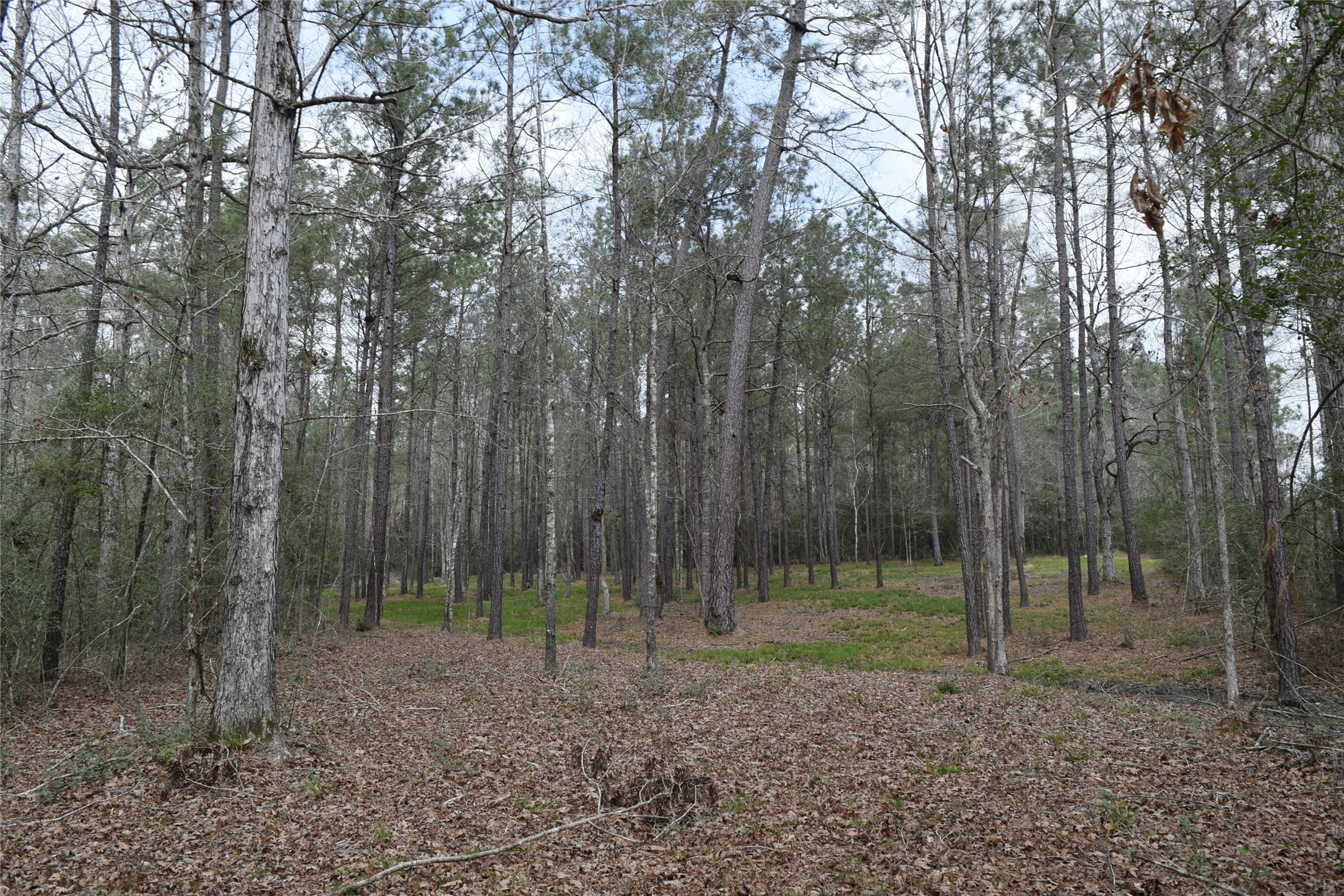 309 Exploration Road New Waverly, TX 77358 - Photo 13 of 30 a backyard of a house with trees