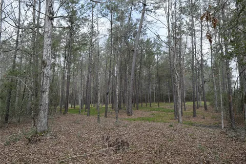 a view of a forest with trees