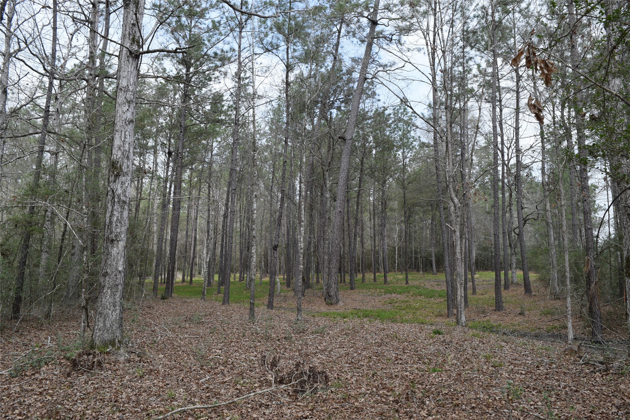 309 Exploration Road New Waverly, TX 77358 - Photo 16 of 30 a backyard of a house with lots of green space
