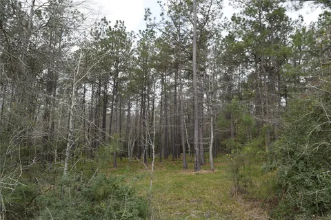 a view of a forest from a window