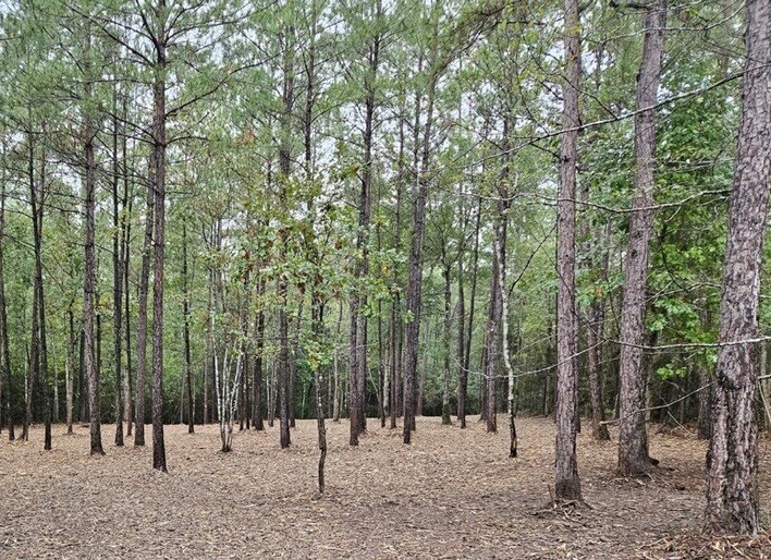 309 Exploration Road New Waverly, TX 77358 - Photo 26 of 30 a view of a forest with trees
