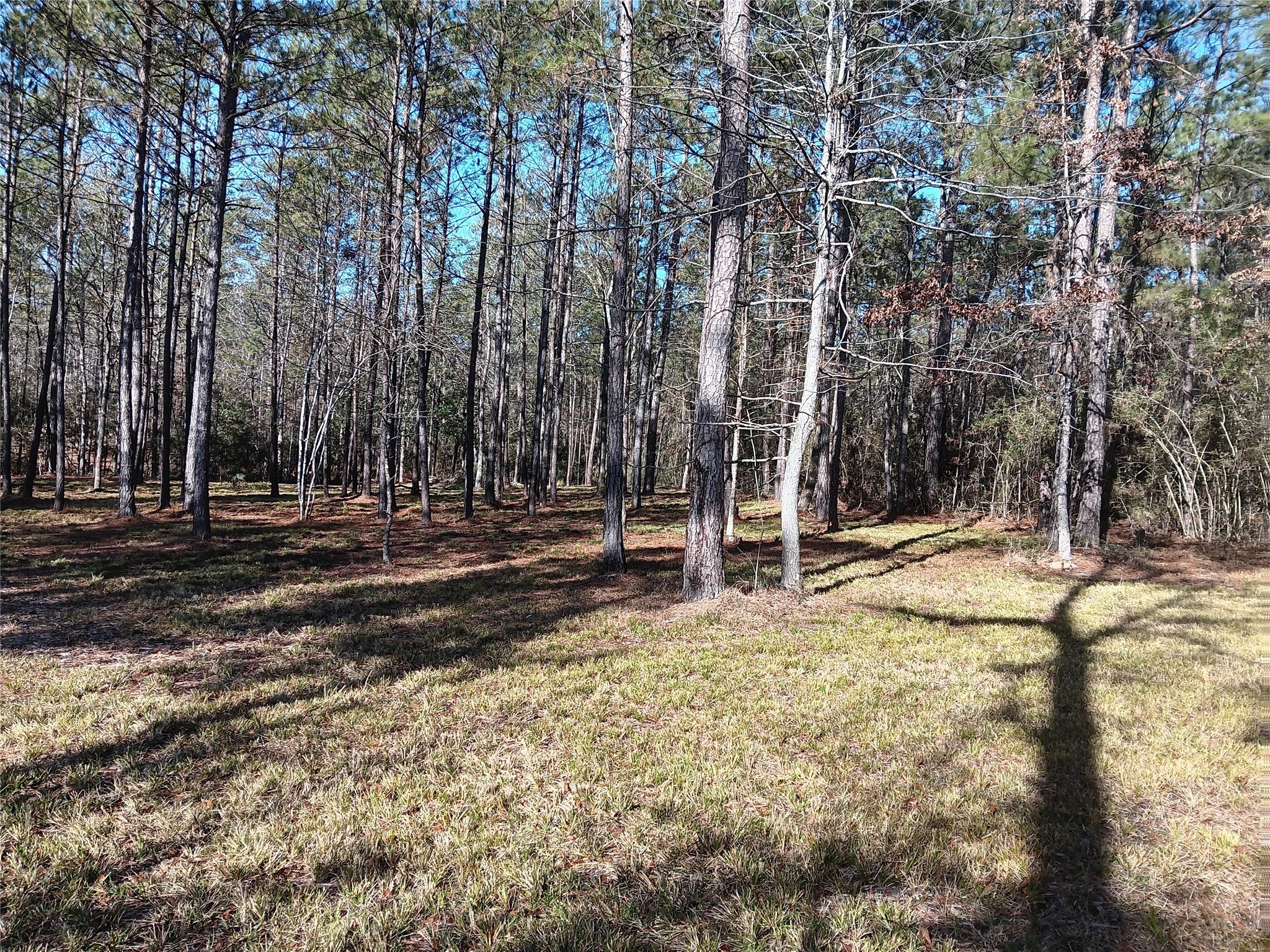 309 Exploration Road New Waverly, TX 77358 - Photo 27 of 30 a view of outdoor space with trees