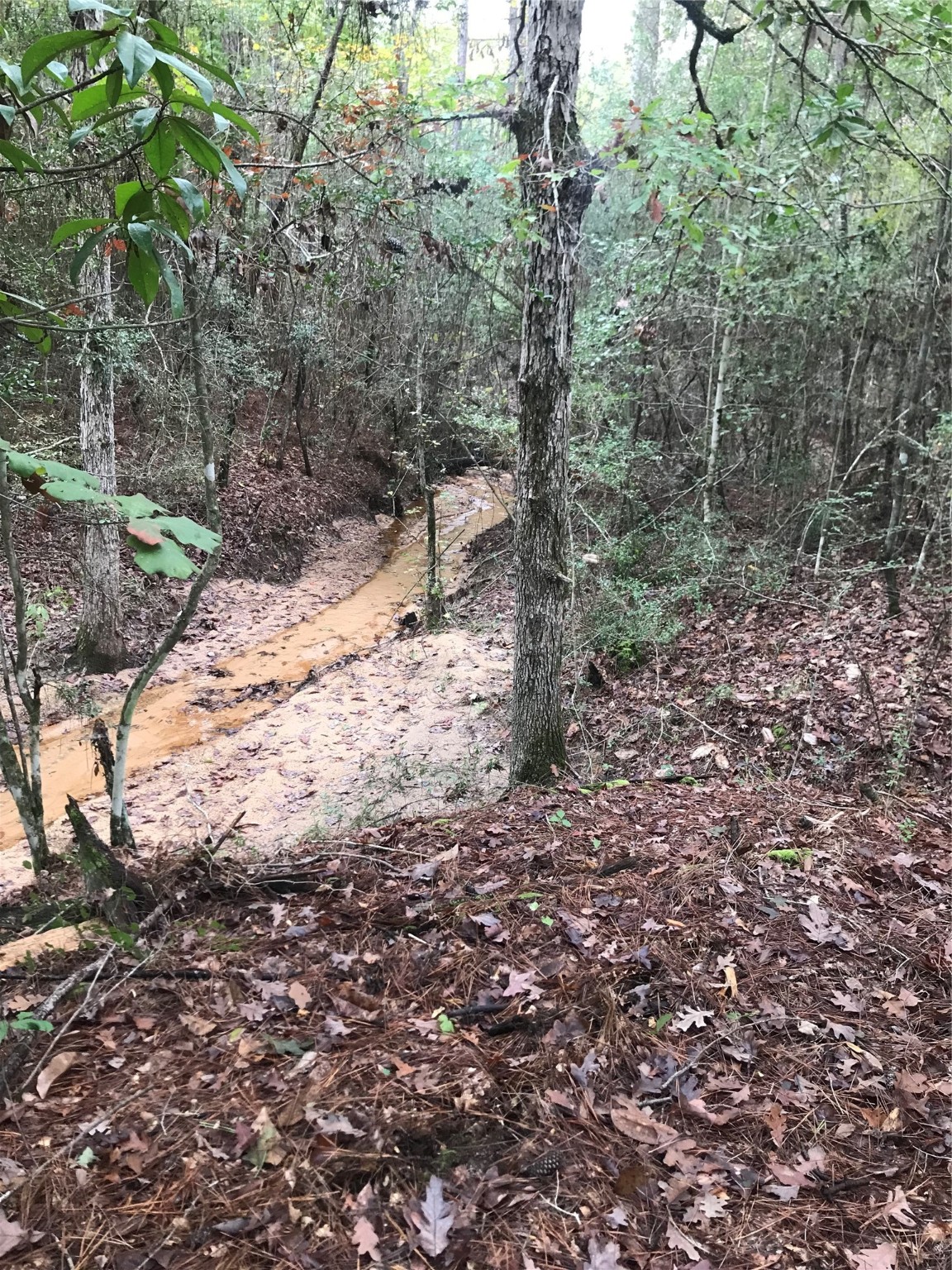 309 Exploration Road New Waverly, TX 77358 - Photo 29 of 30 a view of a forest filled with trees