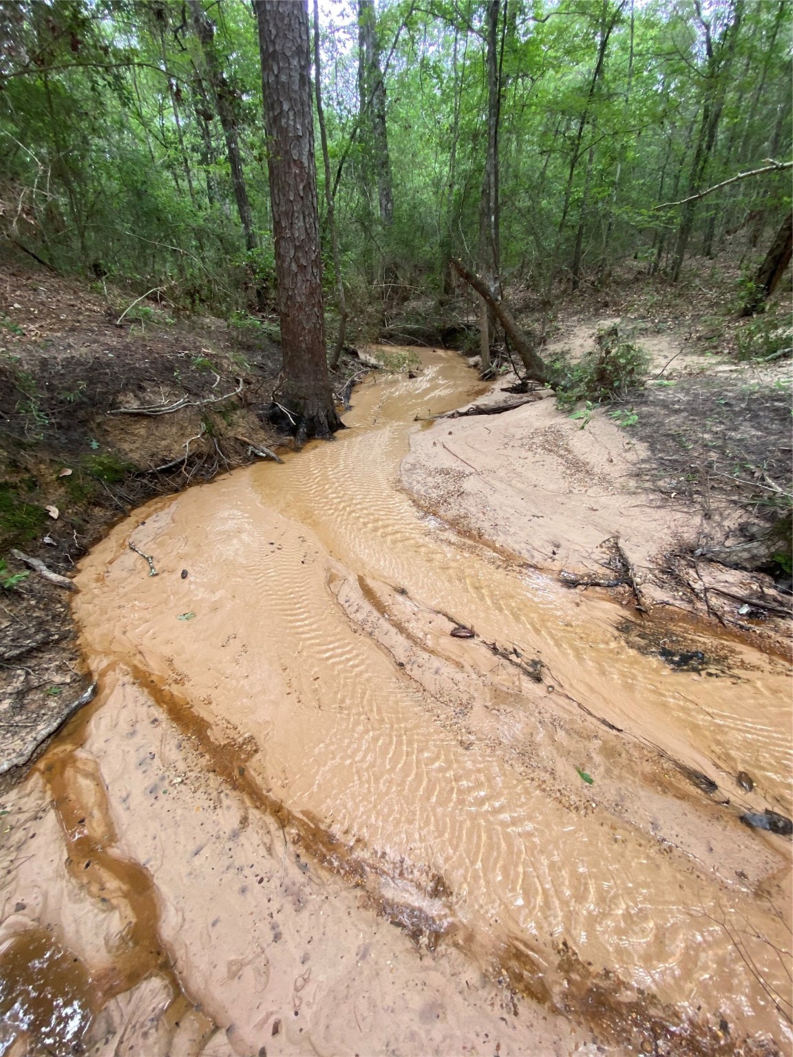 309 Exploration Road New Waverly, TX 77358 - Photo 3 of 30 a view of a backyard of a house