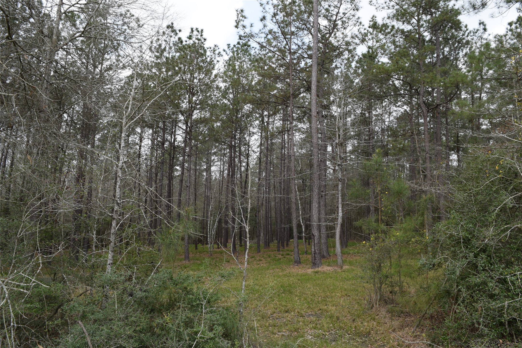 309 Exploration Road New Waverly, TX 77358 - Photo 5 of 30