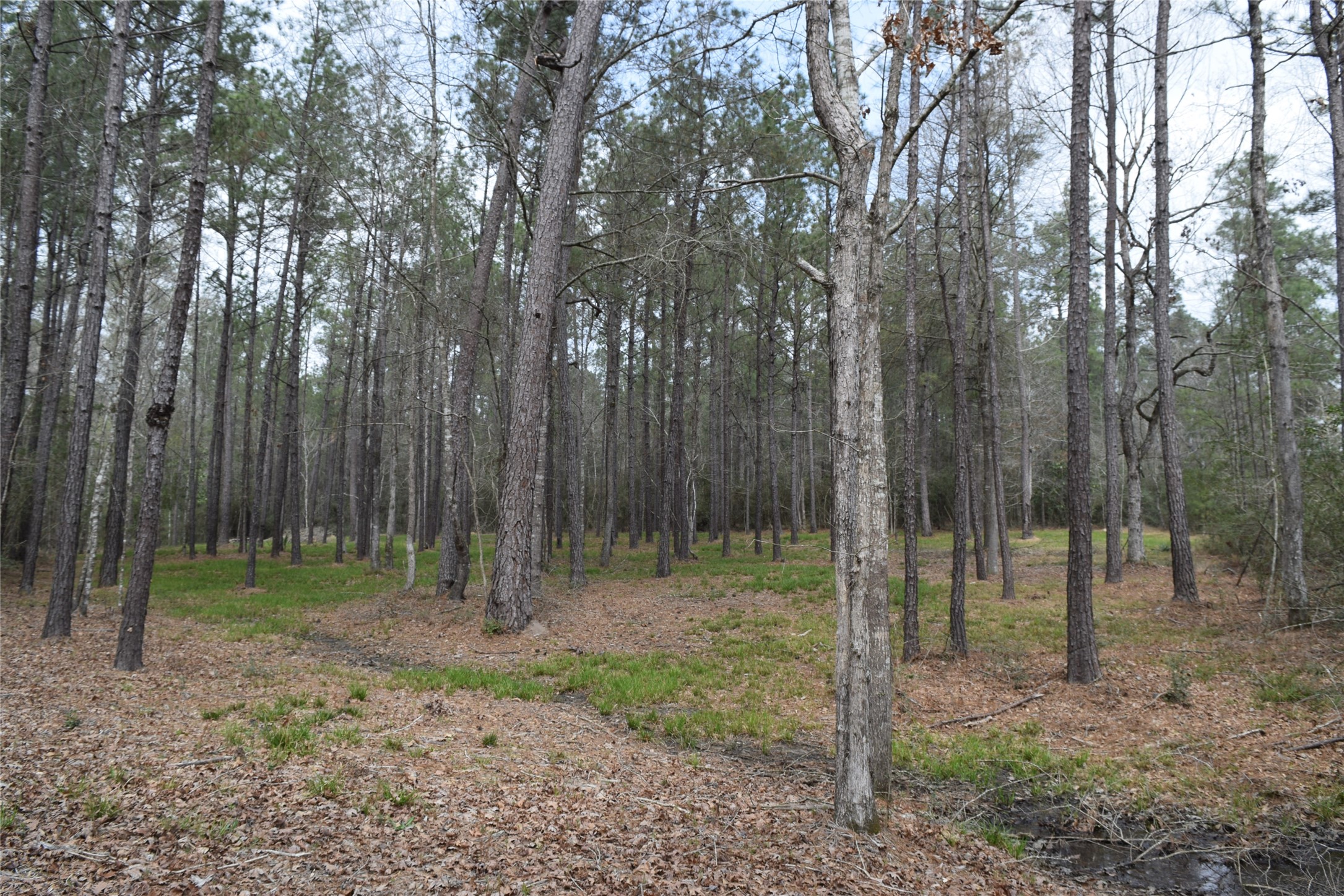 309 Exploration Road New Waverly, TX 77358 - Photo 10 of 30 a view of outdoor space with green space