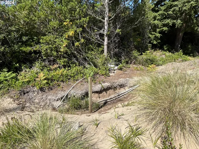 a view of a yard with plants and trees