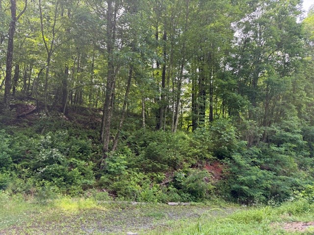 115 Calvender Road Turtletown, TN 37391 - Photo 20 of 23 a view of a lush green forest