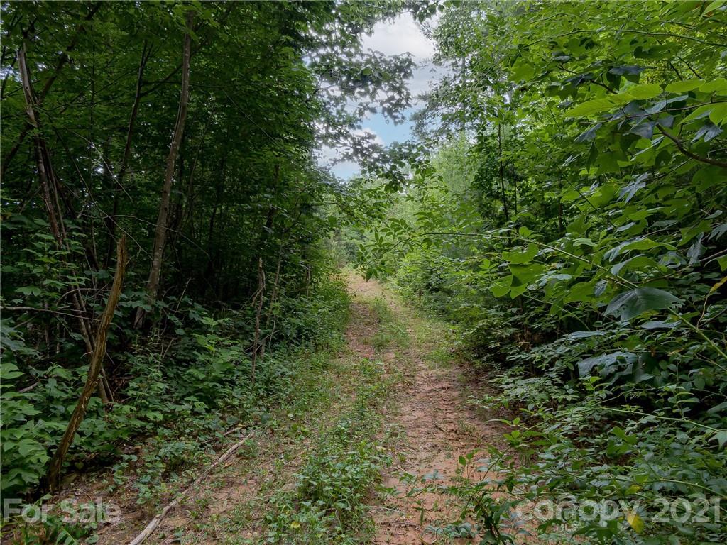 0 Slick Rock Road Hendersonville, NC 28792 - Photo 11 of 41 a view of a forest with a tree