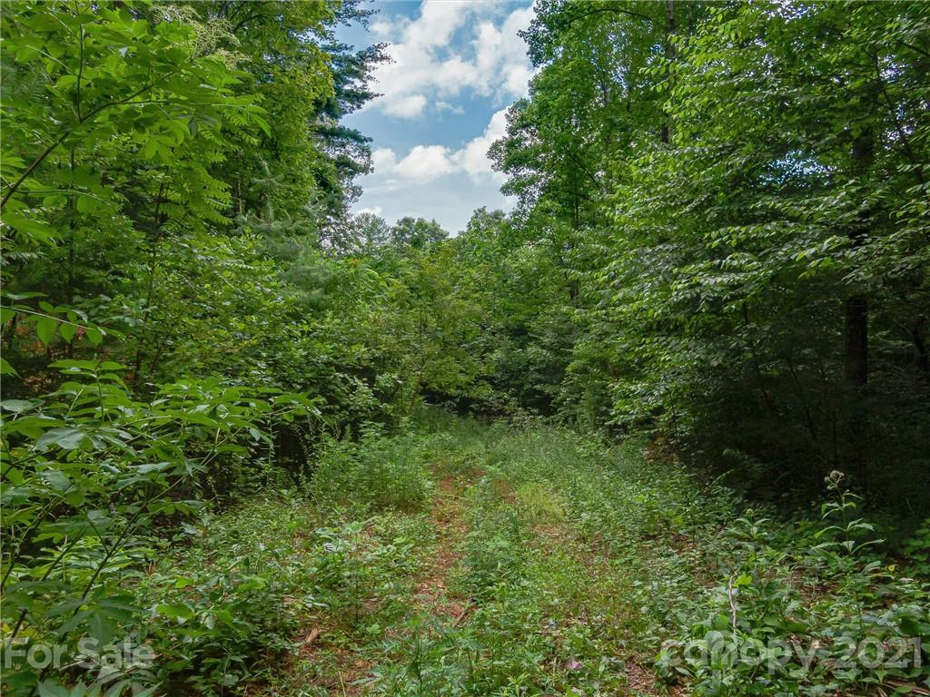 0 Slick Rock Road Hendersonville, NC 28792 - Photo 12 of 41 a view of a lush green forest