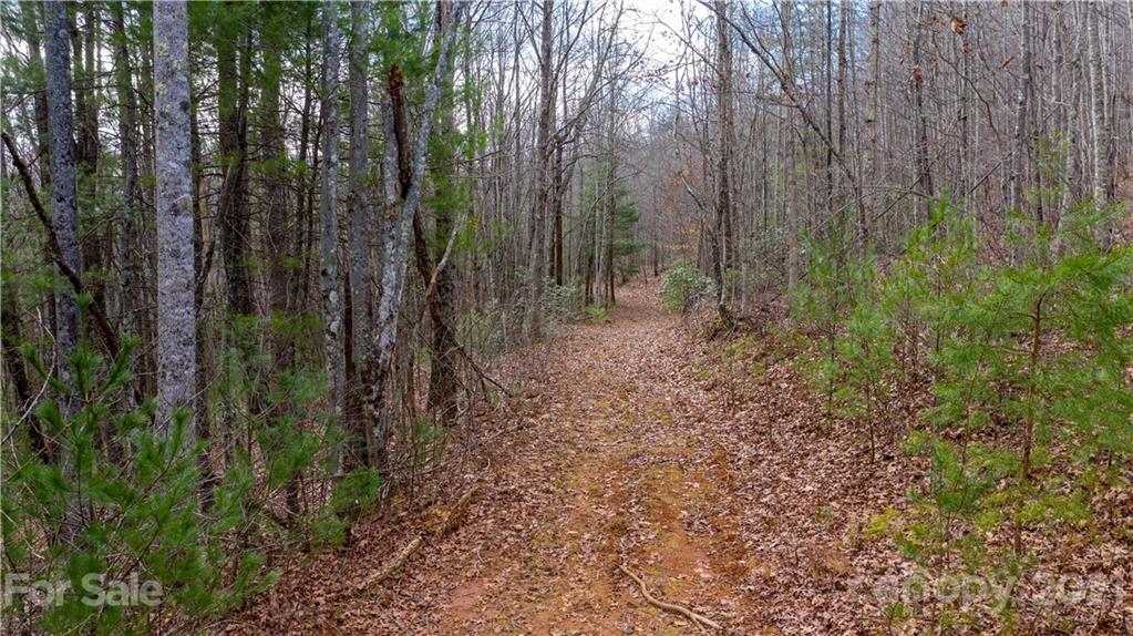 0 Slick Rock Road Hendersonville, NC 28792 - Photo 13 of 41 a view of a forest with trees