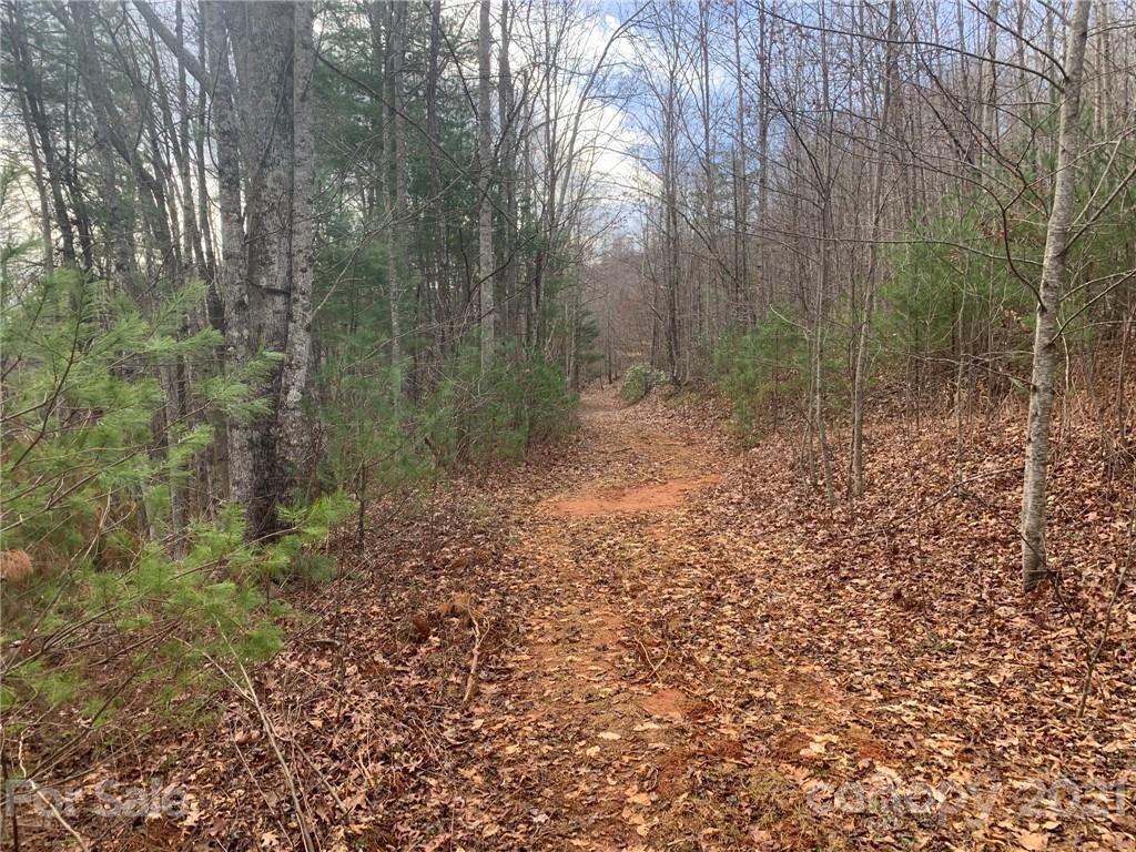 0 Slick Rock Road Hendersonville, NC 28792 - Photo 19 of 41 a view of a forest with trees in the background