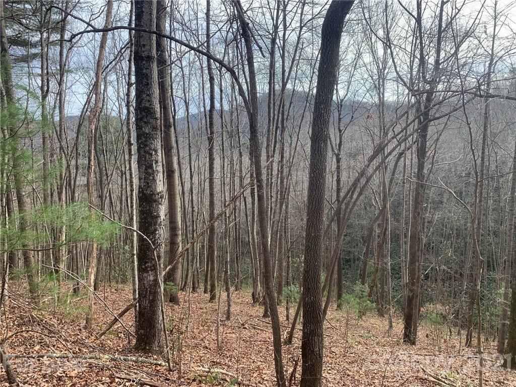 0 Slick Rock Road Hendersonville, NC 28792 - Photo 20 of 41 a view of a forest