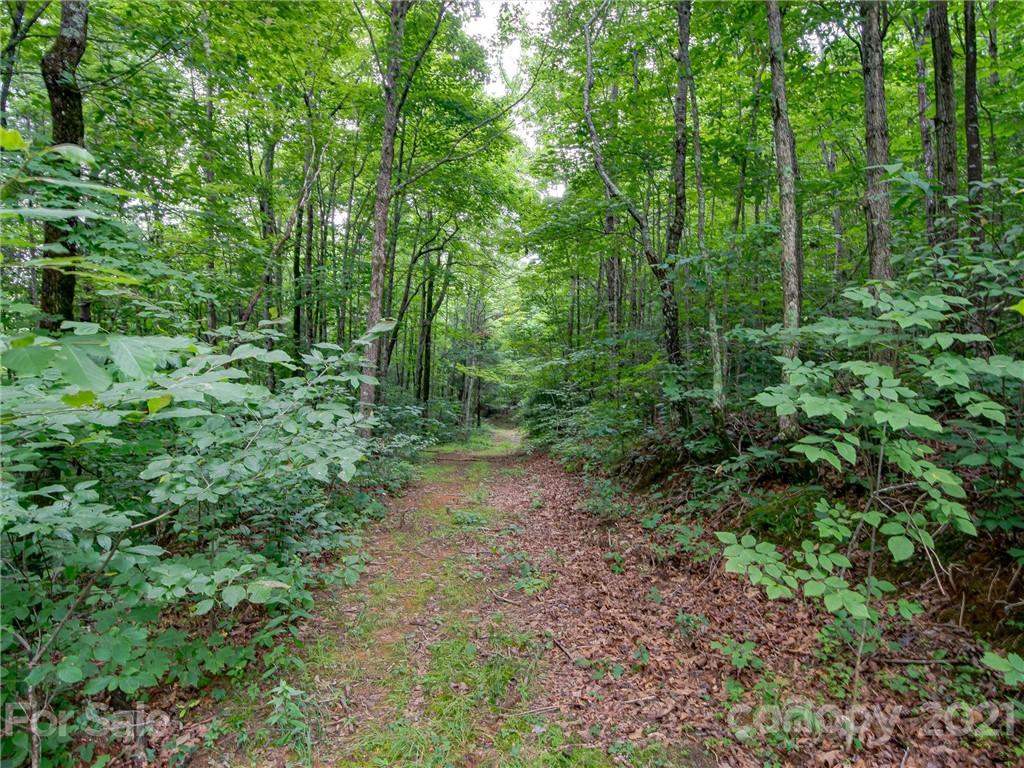 0 Slick Rock Road Hendersonville, NC 28792 - Photo 4 of 41 a view of a forest with trees in the background