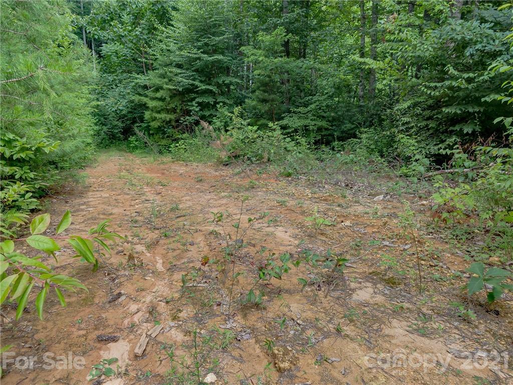 0 Slick Rock Road Hendersonville, NC 28792 - Photo 10 of 41 a view of a yard with a tree