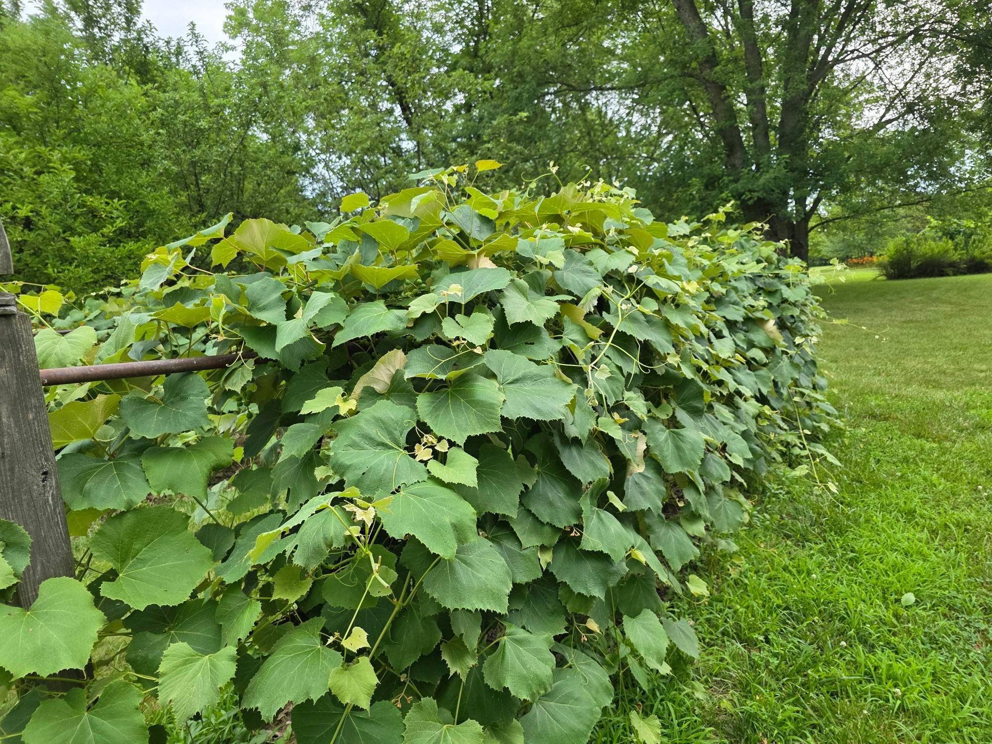 6280 Steitz Road Powell, OH 43065 - Photo 39 of 45 Grape Arbor