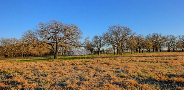 a view of a yard with trees