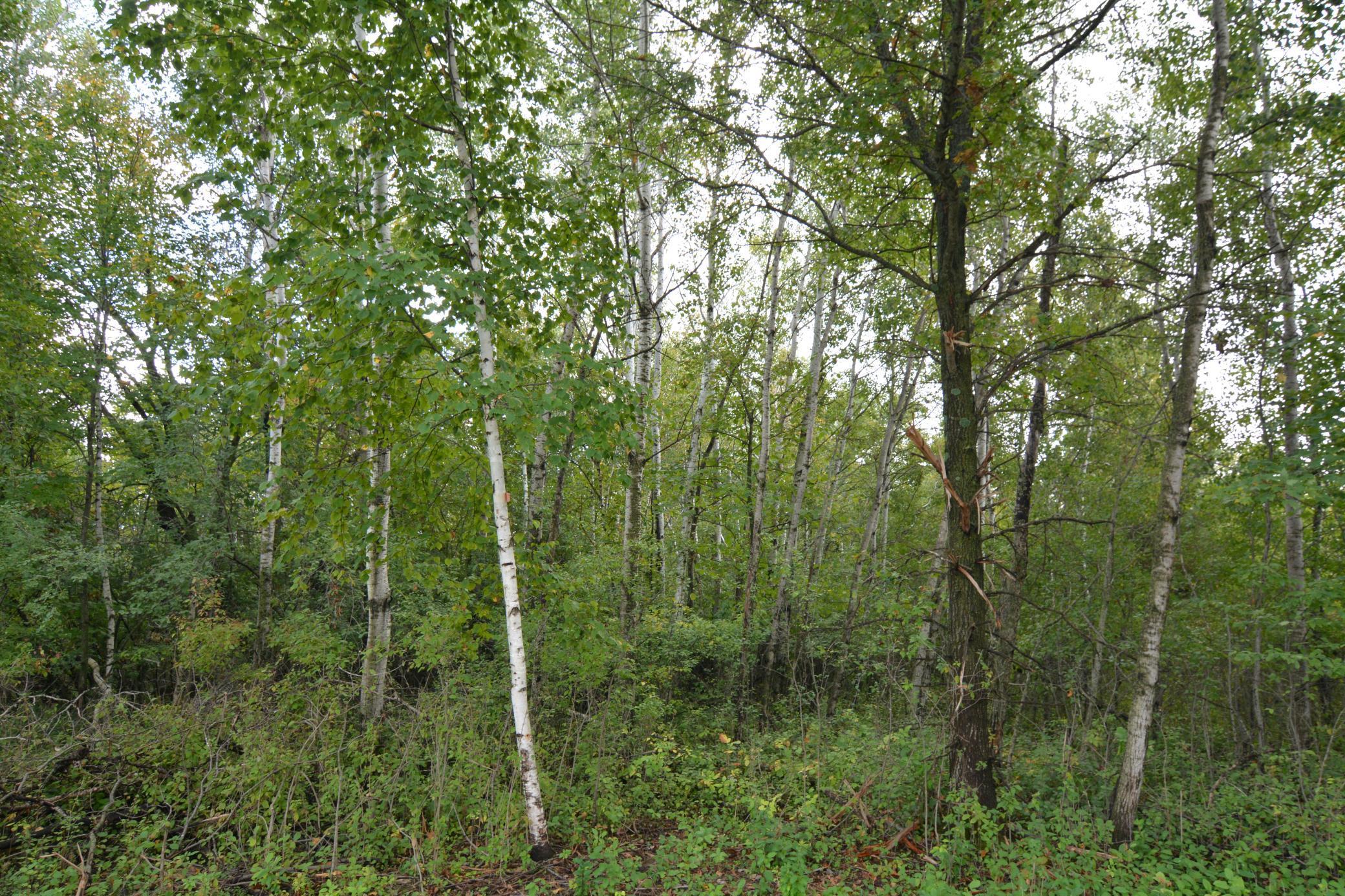 Tbd 130th Avenue Milaca, MN 56353 - Photo 9 of 14