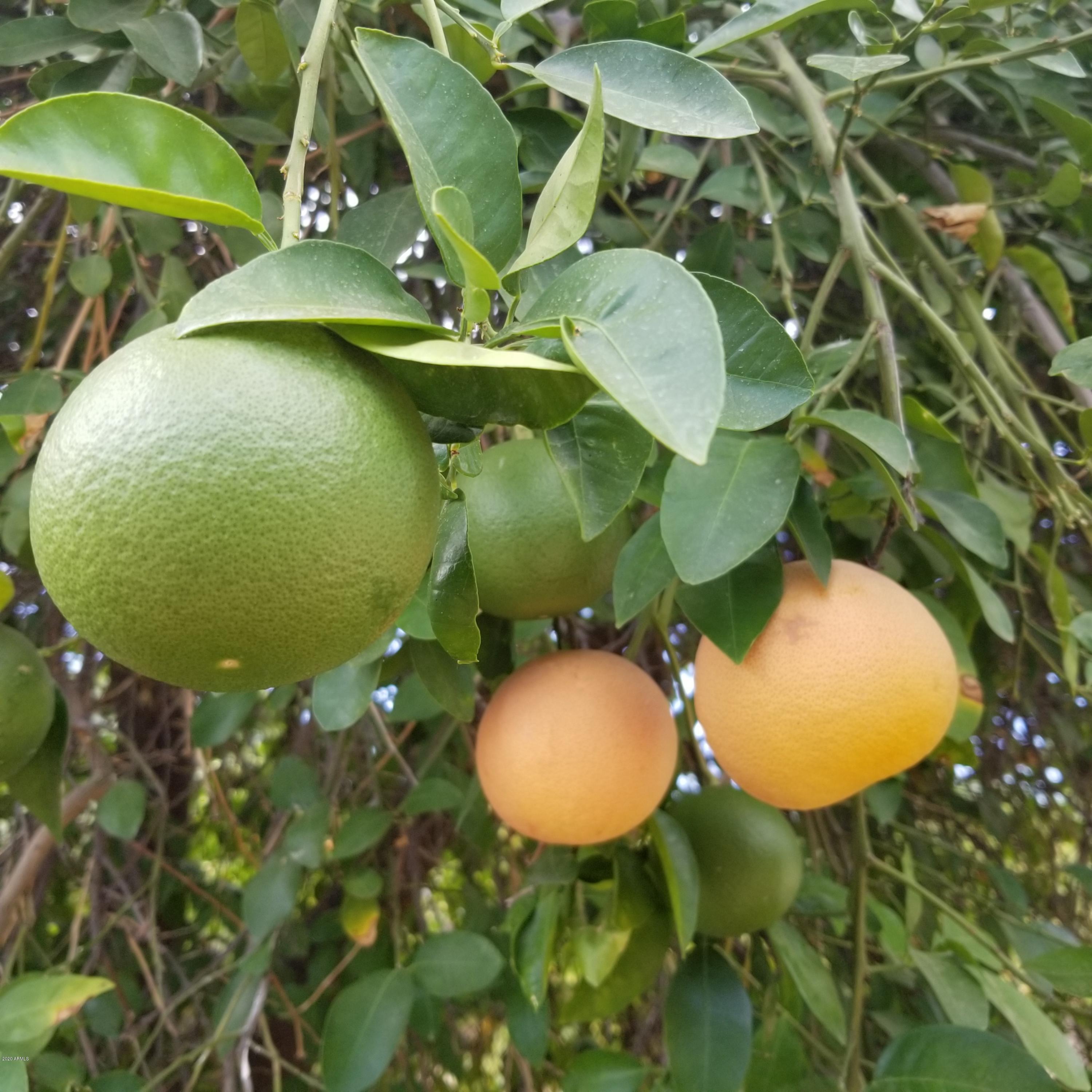 508 North Merrill Road Mesa, AZ 85207 - Photo 46 of 63 Fruit Right off the Trees