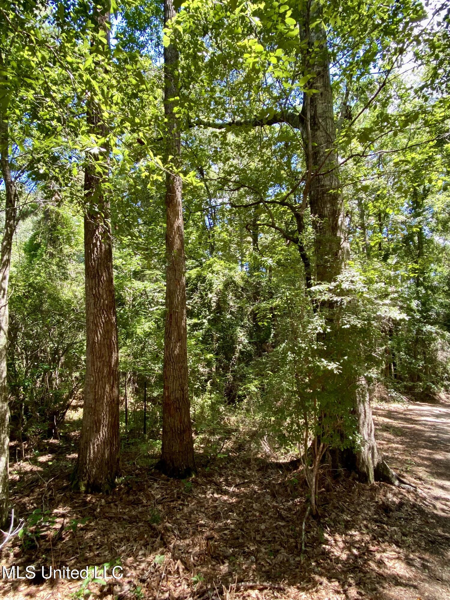 Will Thompson Road Picayune, MS 39466 - Photo 2 of 4 2 IMG_4891