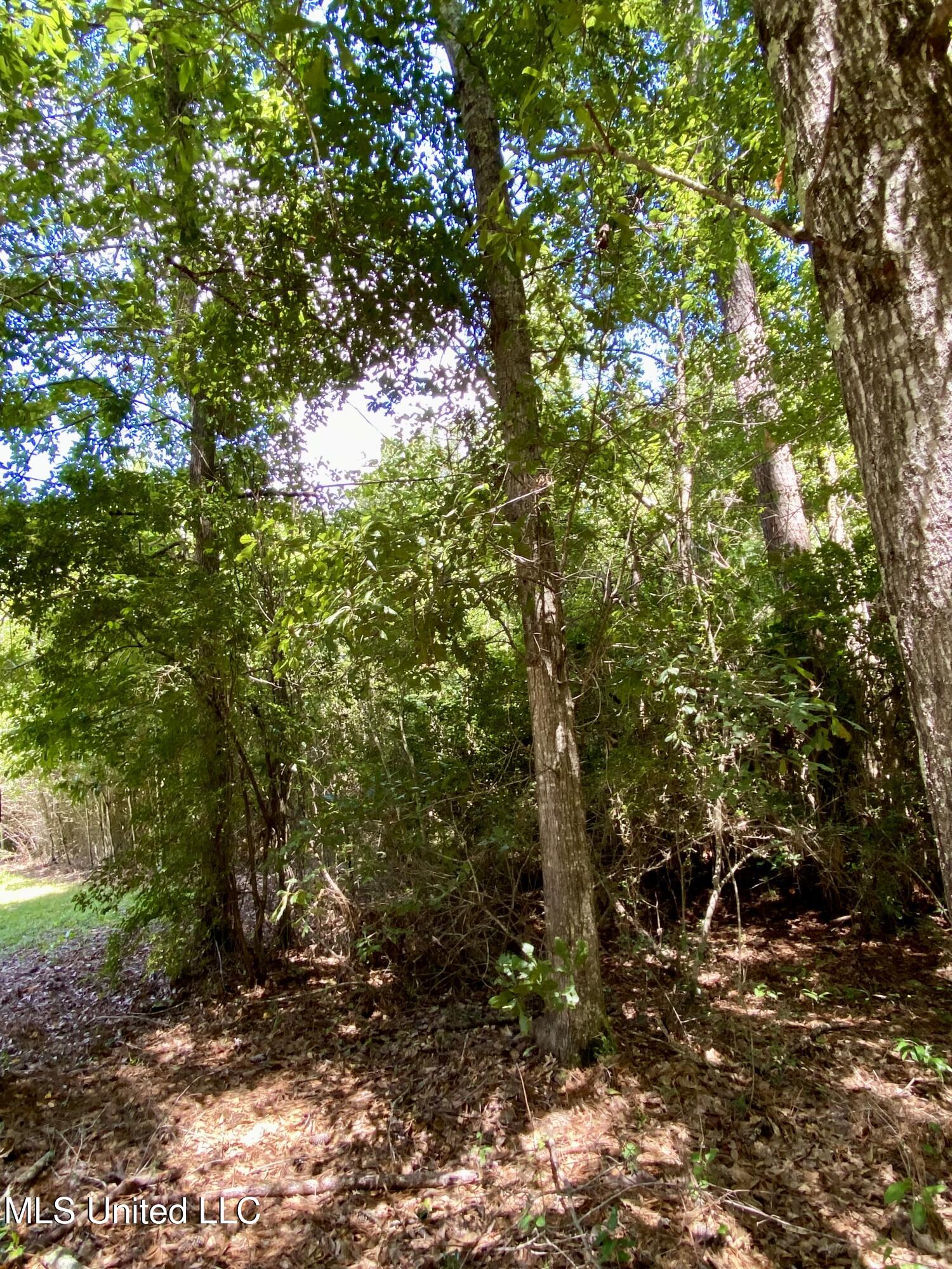 Will Thompson Road Picayune, MS 39466 - Photo 3 of 4 3 IMG_4892
