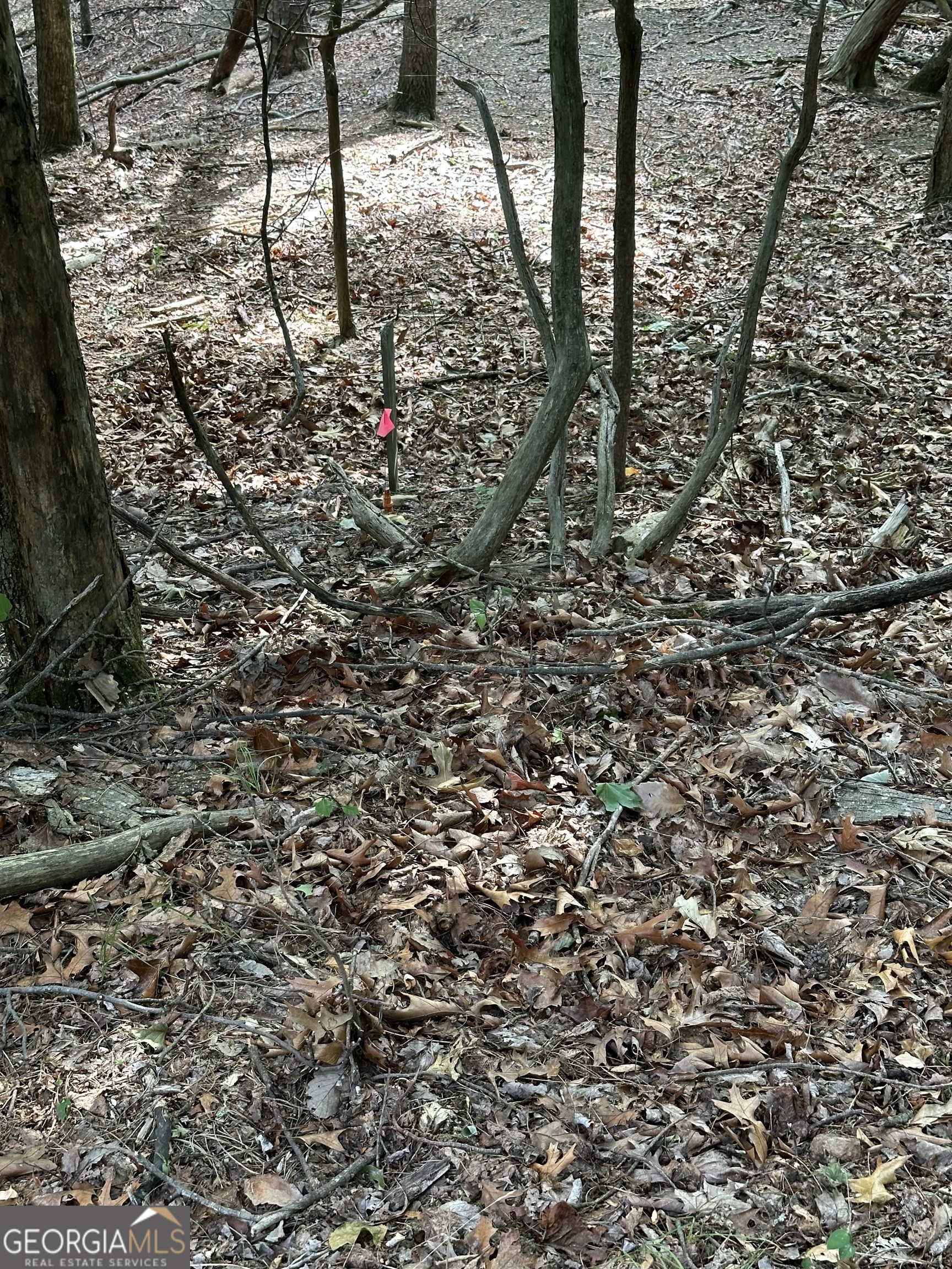 1225-1227 Oglethorpe Road Jasper, GA 30143 - Photo 18 of 40 a view of a yard with large trees
