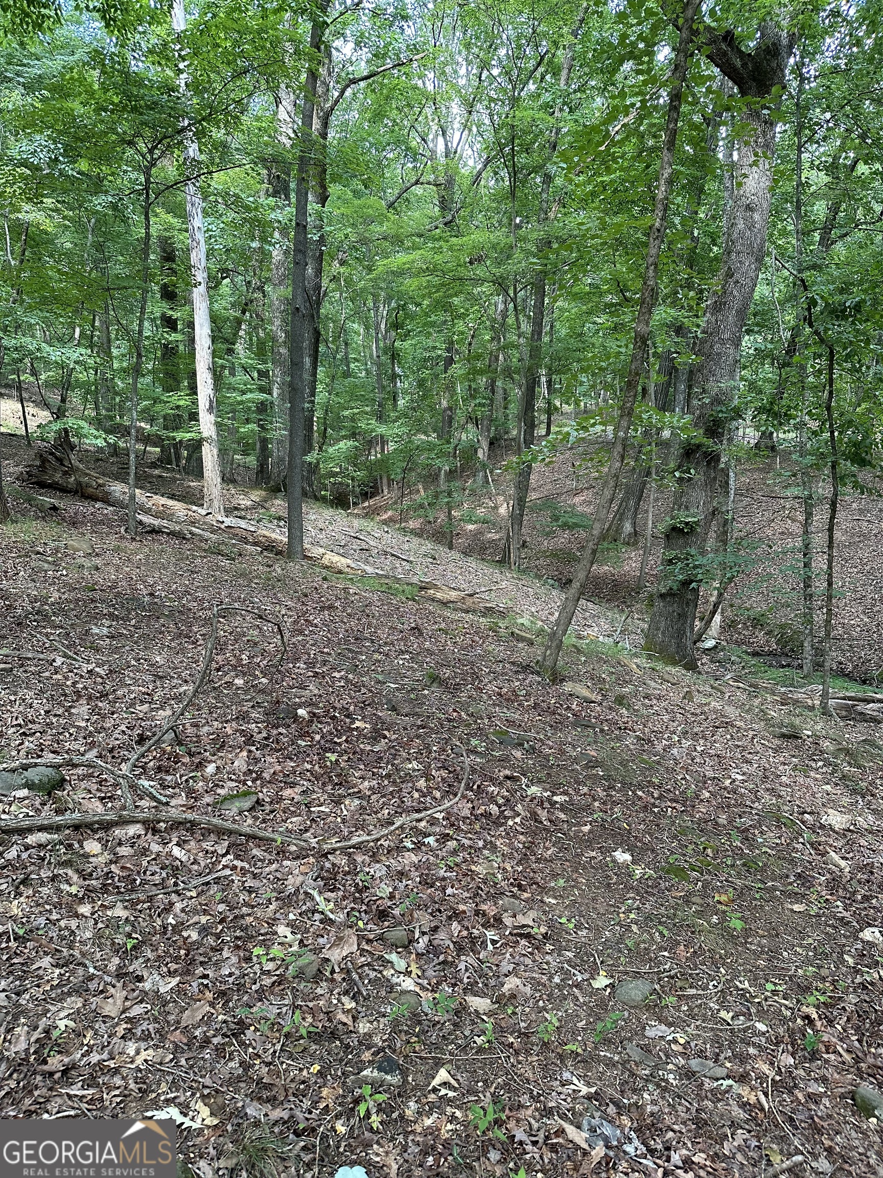 1225-1227 Oglethorpe Road Jasper, GA 30143 - Photo 20 of 40 a view of a forest with trees in the background