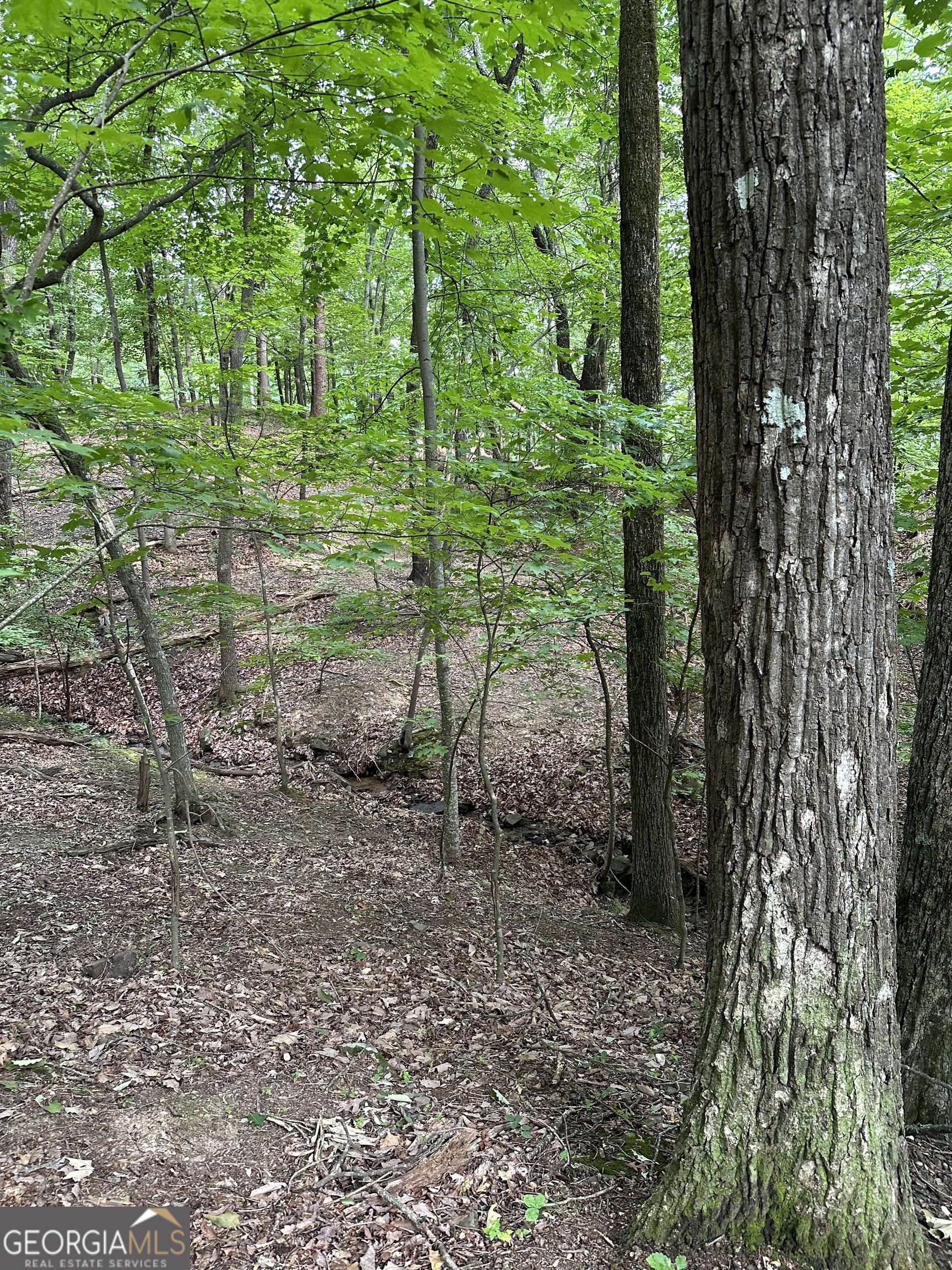1225-1227 Oglethorpe Road Jasper, GA 30143 - Photo 23 of 40 a backyard of a house with lots of green space