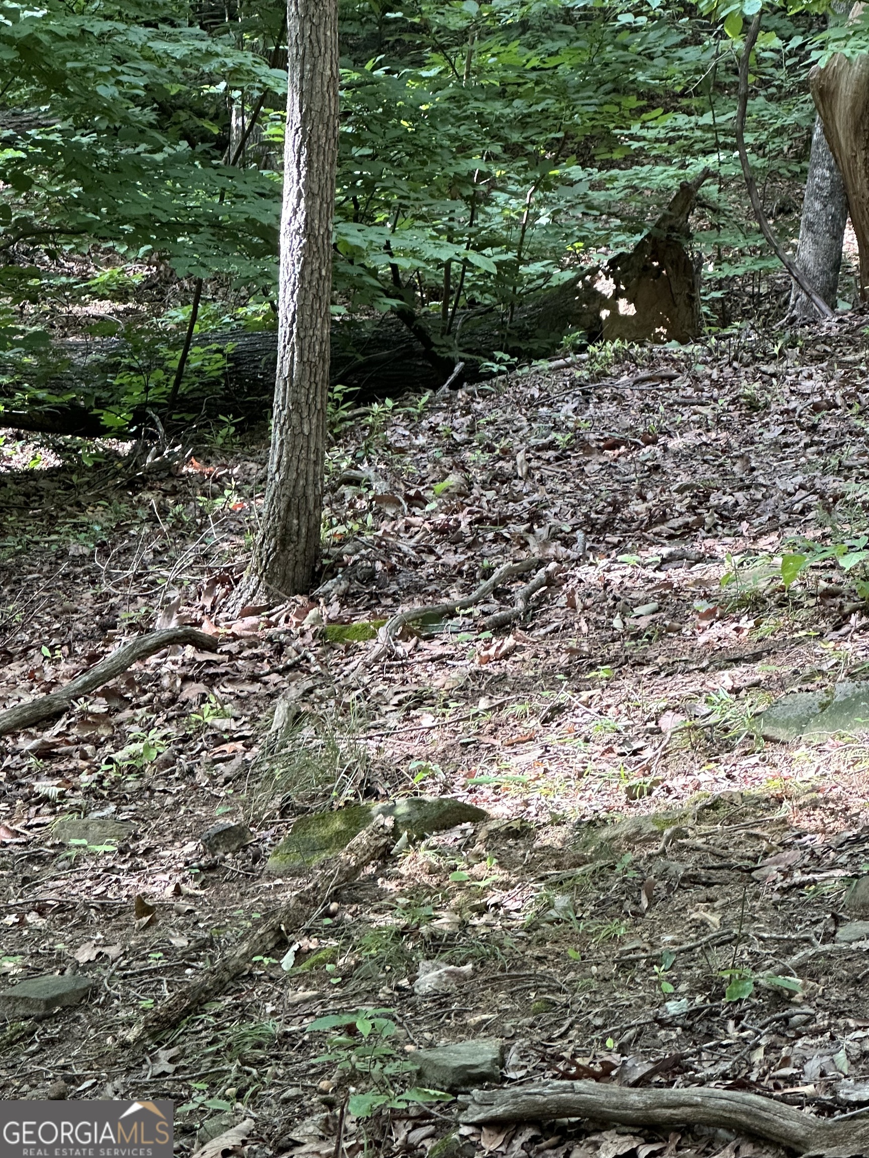 1225-1227 Oglethorpe Road Jasper, GA 30143 - Photo 25 of 40 a view of a yard with plants and large tree