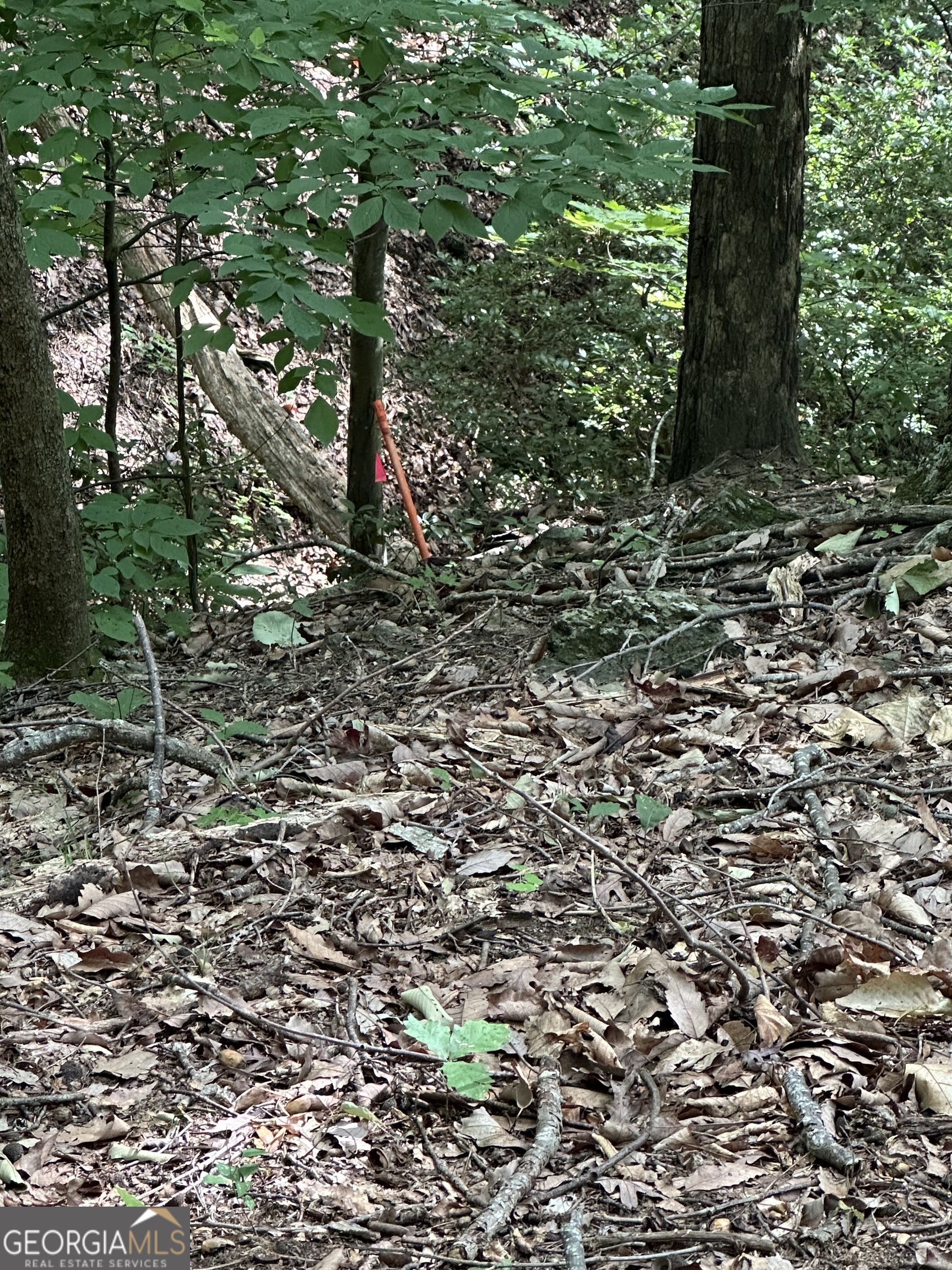 1225-1227 Oglethorpe Road Jasper, GA 30143 - Photo 27 of 40 a big yard with lots of green space