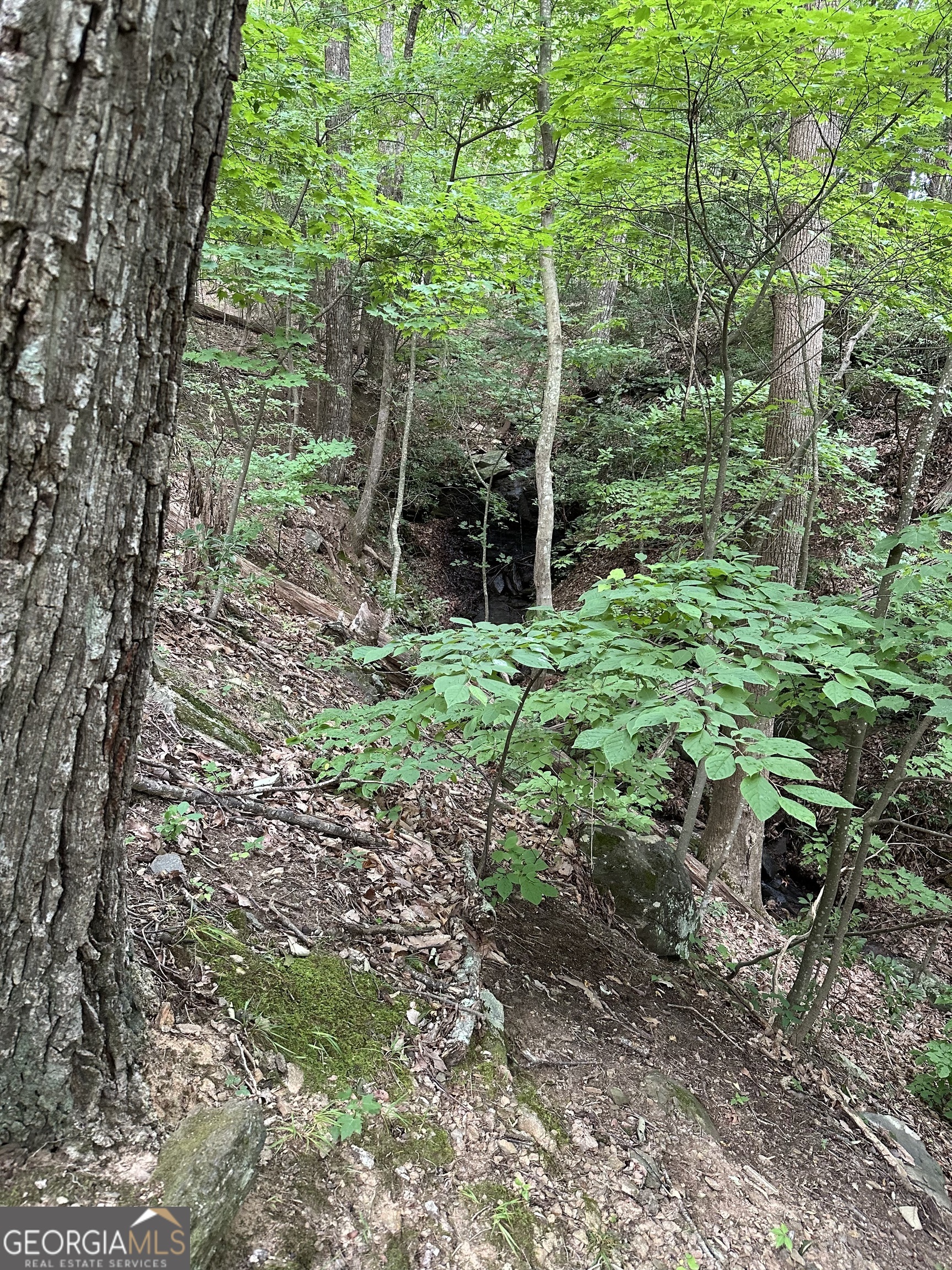 1225-1227 Oglethorpe Road Jasper, GA 30143 - Photo 29 of 40 a garden with lots of trees