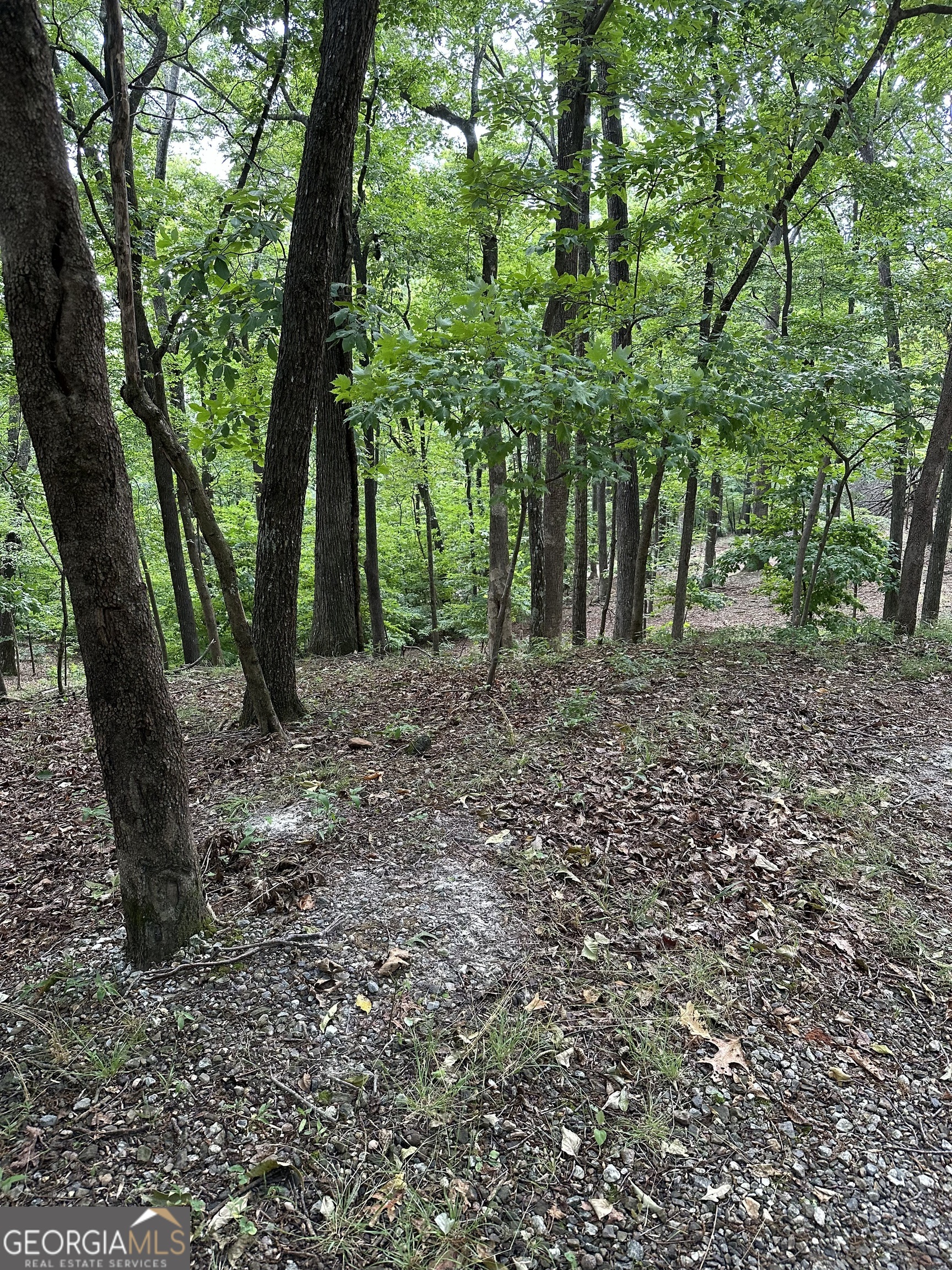 1225-1227 Oglethorpe Road Jasper, GA 30143 - Photo 30 of 40 a view of a forest with trees