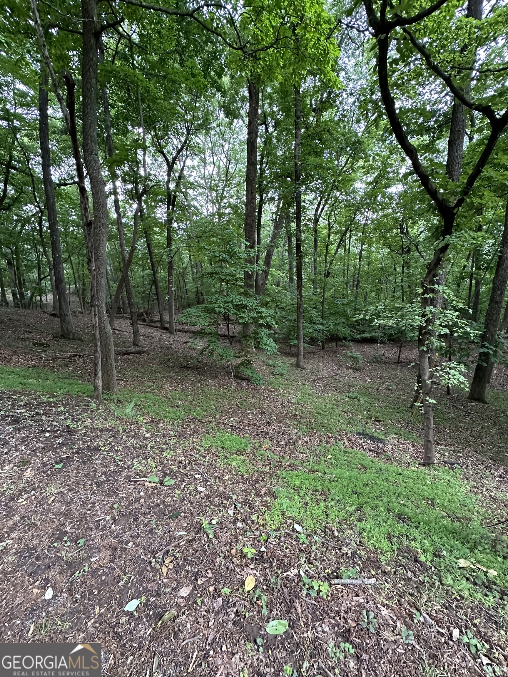 1225-1227 Oglethorpe Road Jasper, GA 30143 - Photo 35 of 40 a view of a forest with trees in the background