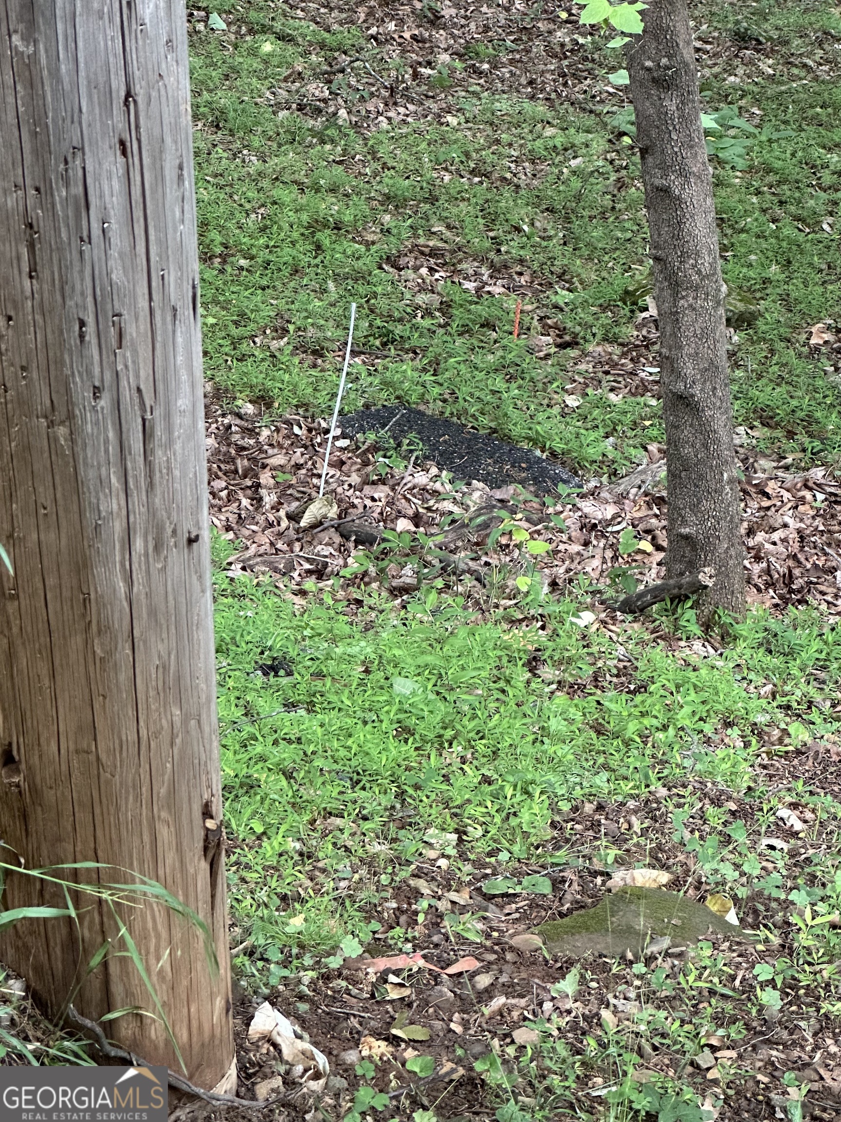 1225-1227 Oglethorpe Road Jasper, GA 30143 - Photo 36 of 40 a view of a yard with plants and a tree
