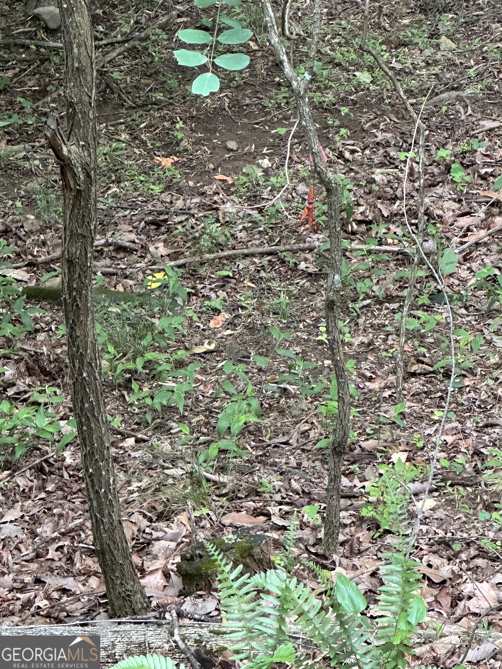 1225-1227 Oglethorpe Road Jasper, GA 30143 - Photo 40 of 40 a backyard of a house