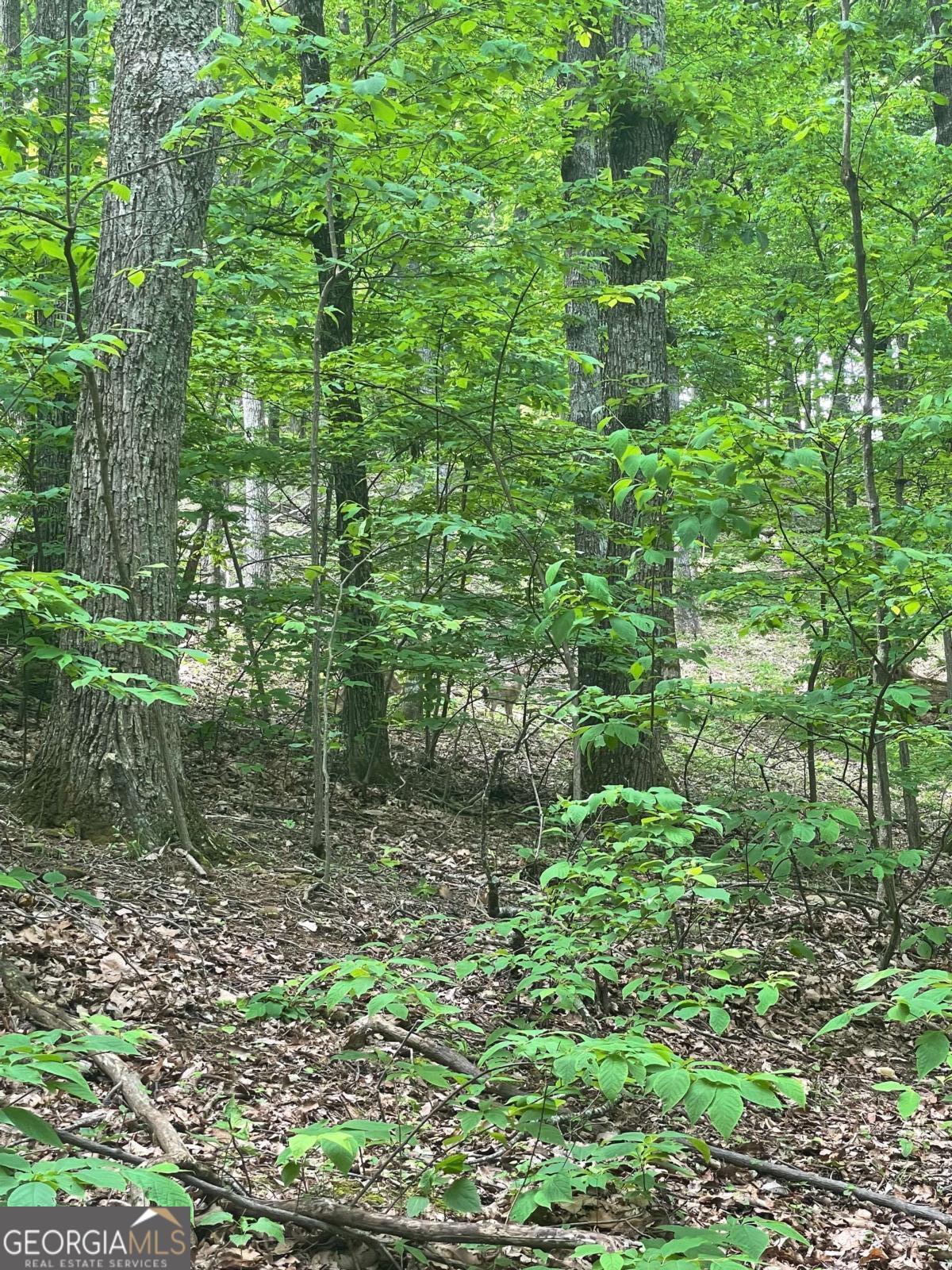 1225-1227 Oglethorpe Road Jasper, GA 30143 - Photo 8 of 40 a view of a lake view with sitting space